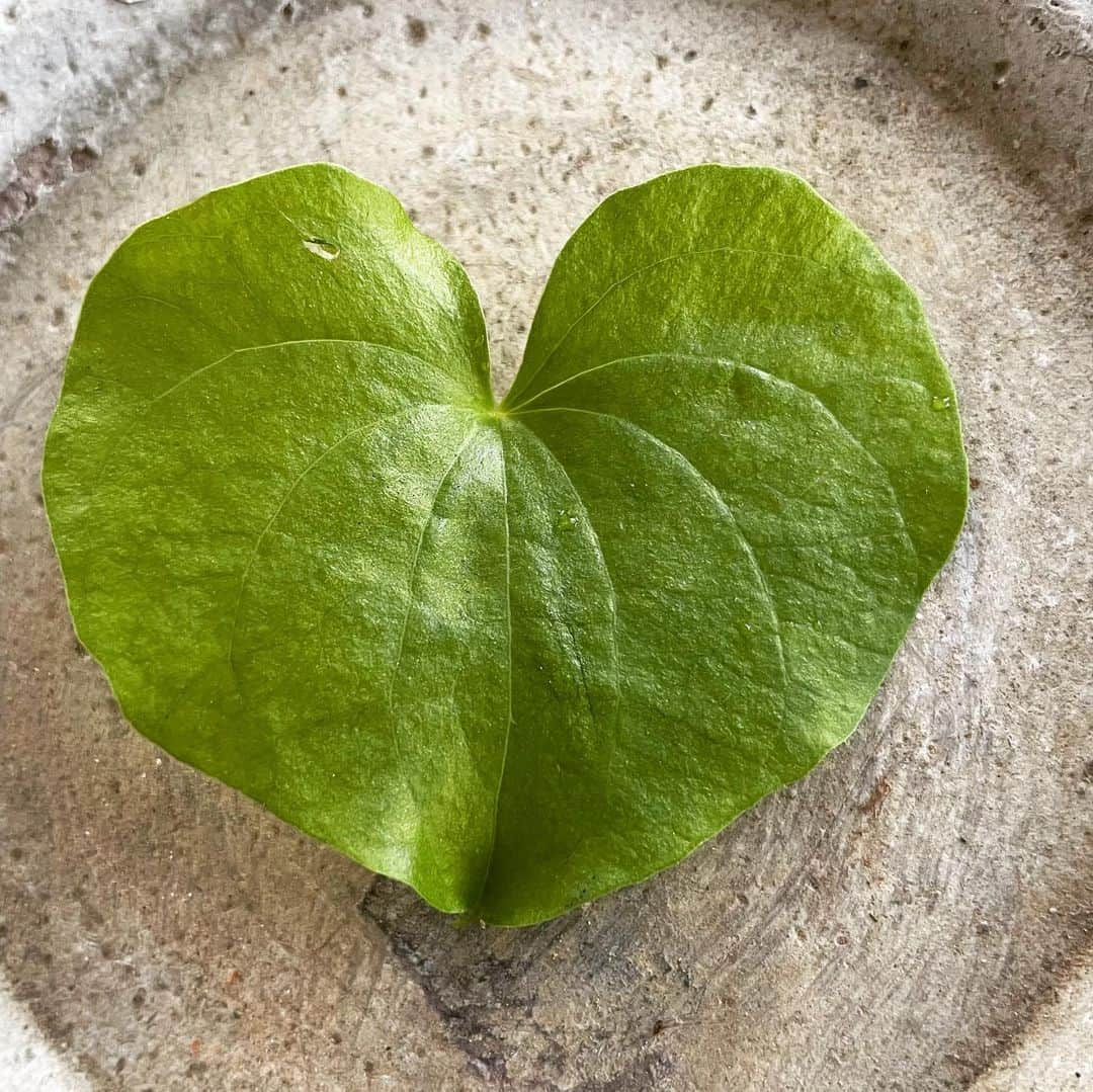 ハザマ陽平さんのインスタグラム写真 - (ハザマ陽平Instagram)「今年は去年よりかは葉が多い気がします！ 🐢  #Dioscorea  #elephantipes #亀甲竜 #ディオスコレア #エレファンティペス」10月26日 16時15分 - hazamayohei0703