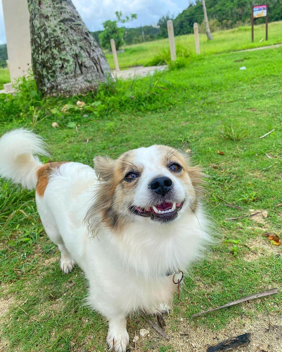 イェリさんのインスタグラム写真 - (イェリInstagram)「댕댕아🐶 누나들 자꾸 따라오지말고  아빠 따라가야징🐶 왜 자꾸 따라오닝ㅋㅋㅋㅋㅋㅋ 너무 쪼끄마니여서 우리가 미니라고 불렀던 장모치와와(?) 맞나염🐶 댕알못 #블랭크나인 #비키니 #bikini」10月26日 16時43分 - blank9_yerim