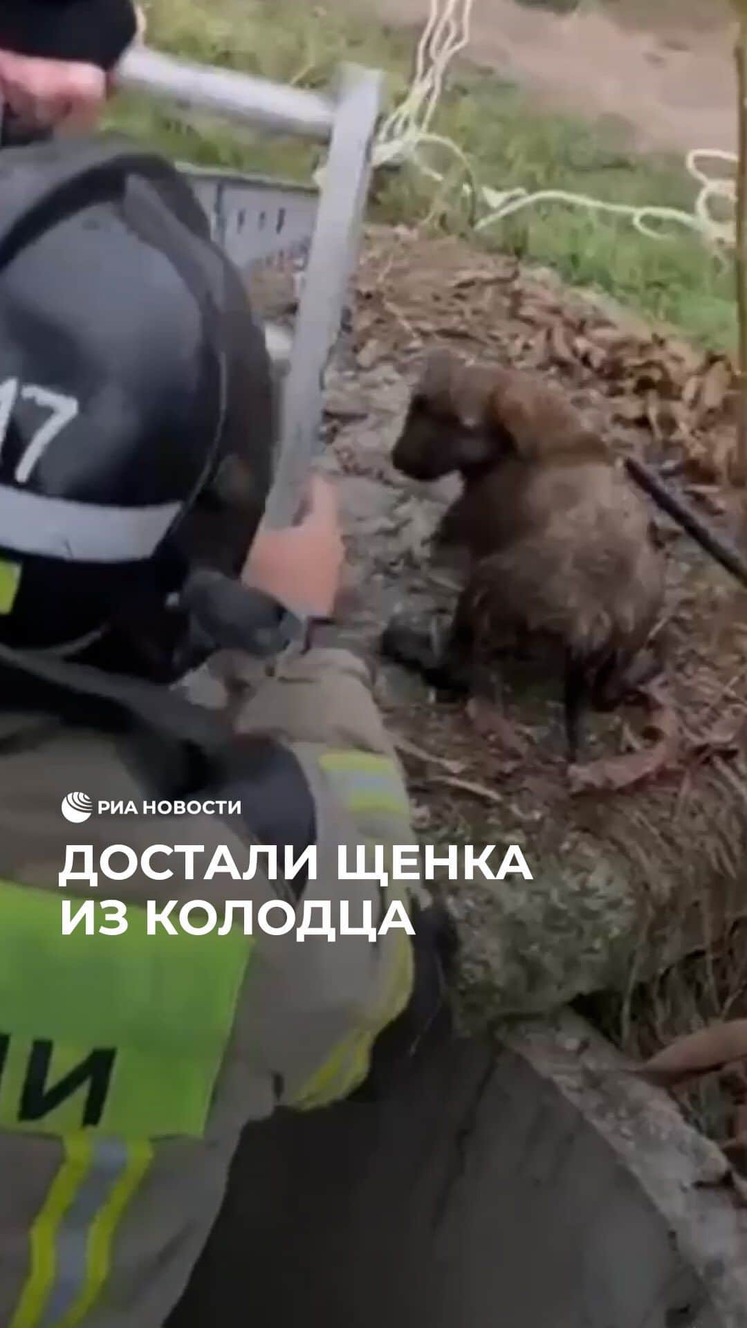 RIAノーボスチのインスタグラム：「Этот неуклюжий малыш провалился в глубокий колодец, не до конца прикрытый бетонной плитой. К счастью, прохожие услышали жалобный голос щенка и вызвали спасателей. Пожарные сдвинули плиту и достали испуганную собаку. Теперь песик будет осторожнее.」