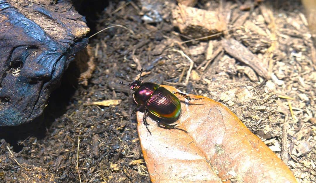 生きているミュージアム　NIFREL（ニフレル）公式のインスタグラム：「季節限定展示オオセンチコガネの展示は明日までです！  宝石のような輝きを持つ昆虫  同じ種類でも紫色から緑色まで 地域や個体によって体色に違いが見られます。 ニフレルで飼育しているオオセンチコガネは 奈良、京都から採集された個体です。 奈良は青系、京都では紫や緑などの違いがあります。  オオセンチコガネは自然界で 分解者という役割を果たしています。 動物の排便を餌としており、公園や山道が排便まみれに ならないのはこの分解者の働きによるものなのです。  ハイキングや公園を散歩するときに動物の排便を 見かけたときは、避けたい気持ちにはなりますが 少しだけでも目を向けてみてください。 オオセンチコガネなどの分解者を 見つけることができるかもしれません。 #ニフレル #オオセンチコガネ」
