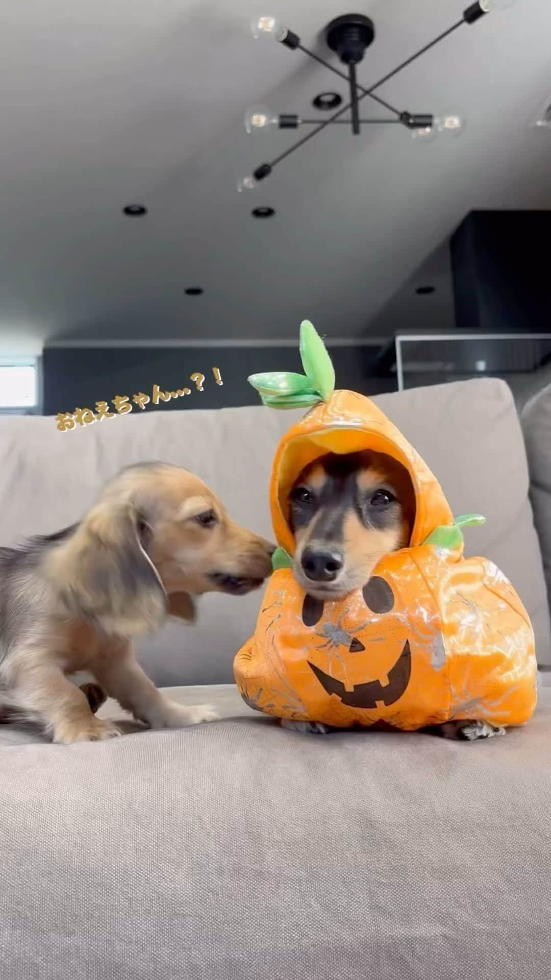 PECO いぬ部のインスタグラム：「「おやつくれないと……食べちゃうぞ🎃✨」  ㅤㅤ 今回素敵な投稿をしてくださったのは… @_edeldel さん（エデルちゃん、シェリちゃん） 他にも素敵なお写真がたくさんあるので ぜひ遊びに行ってみてね♪ ㅤㅤ ㅤㅤ ㅤㅤ 〖 #pecoいぬ部（ #ペコねこ部 ） 〗をつけてご投稿いただくと PECOのSNSで楽しくご紹介させていただきます😋 フォロー&コメントお待ちしています✨ ㅤㅤ ㅤㅤ  ============================== @pecodogs（ @pecocats ）☚YouTubeでも可愛いワンコ（ニャンコ）紹介中🐶💕 ==============================  #犬のいる暮らし #犬部 #犬好きな人と繋がりたい #dogstagram #doglover #멍스타그램 #개스타그램 #カニンヘンダックス #halloween #ハロウィン2023 #仮装 #かぼちゃ」