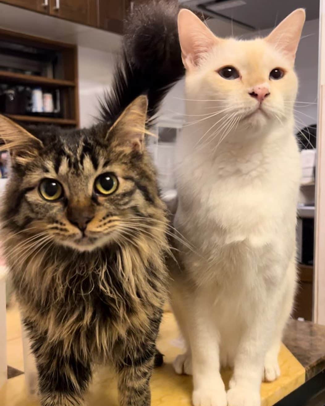 marimon0703__のインスタグラム：「プラム大きくなったね😊  #cat#catstagram #instacat #catsofinstagram #catoftheday #lovecats #instagramcats #instagram #cutepetclub #TopCatPhoto#catstocker #weeklyfluff #子猫#にゃんこ#ねこ#ねこ部#猫#ネコ#ふわもこ部#ペコねこ部#保護猫#保護猫を家族に#保護猫と暮らす#多頭飼い」