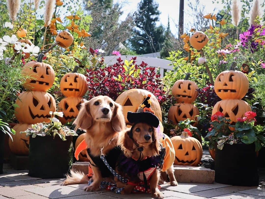 ピックのインスタグラム：「ハロウィン🎃撮影 久屋大通フラリエ 、 ここでの撮影が1番苦労したかな😵😵 、 なので、、マブダチ笑門が居ない😁😁 、 でも、カメラマン美里が素敵に撮ってくれたよ! @kota.emon.papi.mama 、 私はとってもお気に入りの写真だよ 、 来年は、遠いけど、 #オアシスパーク川島 　にチャレンジしたいね😍 、 #名古屋市 #ハロウィン  #素敵な思い出 #素敵な写真  #ありがとう #イッヌ #いぬバカ部 #pecoいぬ部 #peppyフォト部 #dachshundlove #doggy #dogstagram_japan #イヌスタグラム #いぬすたぐらむ #たんそく部 #いぬのいる暮らし #犬の居る生活 #miniaturedachshund #犬 #dog #todayswanko #pecoいぬ部 #わんわん小学校 #lovedogs #犬好きな人と繋がりたい」