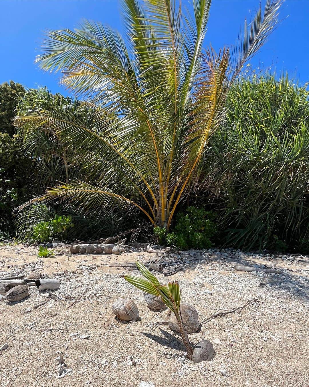 小西陽向さんのインスタグラム写真 - (小西陽向Instagram)「世界遺産フランクランドアイランド🏝️ 無人島に行って一日のんびりしてきた🐠  海が綺麗すぎて、3匹のウミガメさんにも出逢えた🐢🩵 ココナッツが発芽してたり🥥😳自然のエネルギーがたくさんチャージできた一日🦋 . . . #フランクランドアイランド　#franklandislands #franklandriver #franklandisland #Cairns #ケアンズ旅行 #グレートバリアリーフ #greatbarrierreef #無人島　#海　#スキューバダイビング #ダイビング女子 #シュノーケリング」10月26日 17時40分 - hinata713