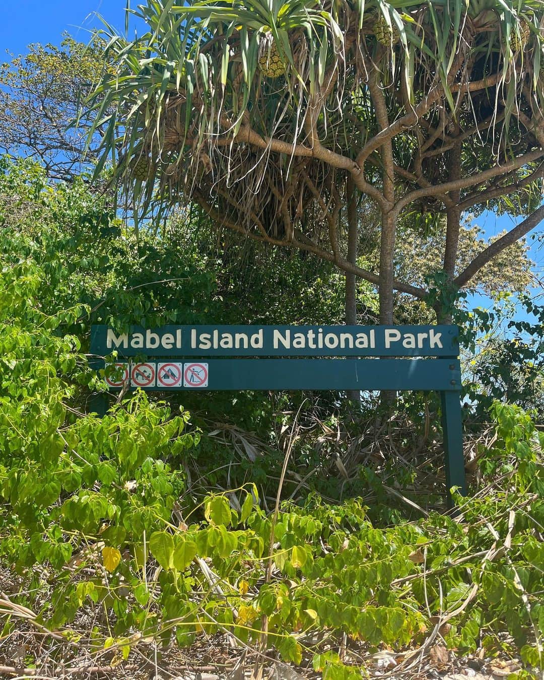 小西陽向さんのインスタグラム写真 - (小西陽向Instagram)「世界遺産フランクランドアイランド🏝️ 無人島に行って一日のんびりしてきた🐠  海が綺麗すぎて、3匹のウミガメさんにも出逢えた🐢🩵 ココナッツが発芽してたり🥥😳自然のエネルギーがたくさんチャージできた一日🦋 . . . #フランクランドアイランド　#franklandislands #franklandriver #franklandisland #Cairns #ケアンズ旅行 #グレートバリアリーフ #greatbarrierreef #無人島　#海　#スキューバダイビング #ダイビング女子 #シュノーケリング」10月26日 17時40分 - hinata713