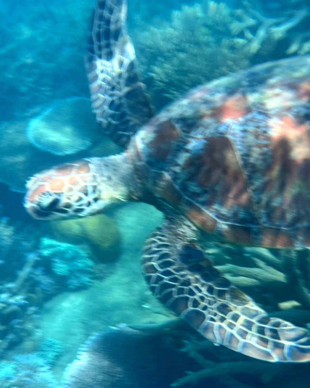 小西陽向さんのインスタグラム写真 - (小西陽向Instagram)「世界遺産フランクランドアイランド🏝️ 無人島に行って一日のんびりしてきた🐠  海が綺麗すぎて、3匹のウミガメさんにも出逢えた🐢🩵 ココナッツが発芽してたり🥥😳自然のエネルギーがたくさんチャージできた一日🦋 . . . #フランクランドアイランド　#franklandislands #franklandriver #franklandisland #Cairns #ケアンズ旅行 #グレートバリアリーフ #greatbarrierreef #無人島　#海　#スキューバダイビング #ダイビング女子 #シュノーケリング」10月26日 17時40分 - hinata713