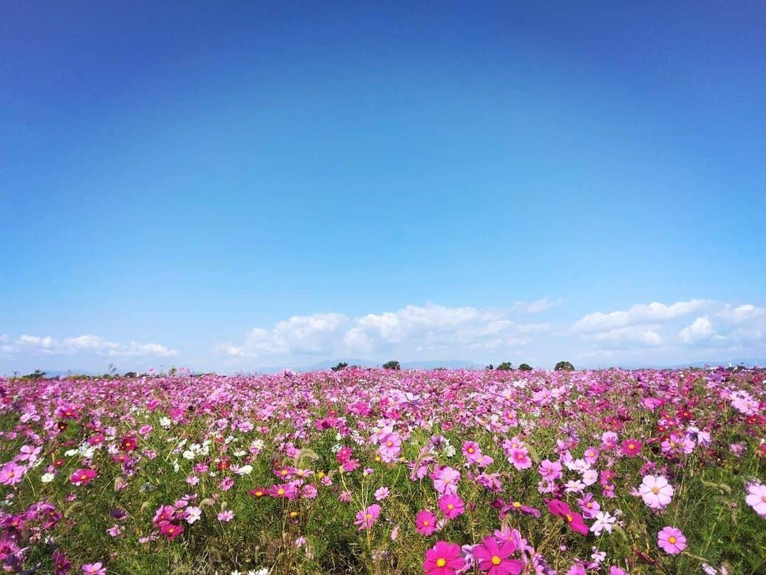 朝夏まなとのインスタグラム：「🍁🌸  #秋桜 #佐賀空港 の近く #癒される風景 #1026 #コスモス便り #３年目 #父から 📷」