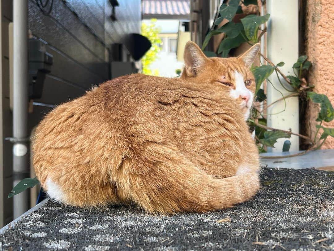 Kachimo Yoshimatsuのインスタグラム：「おはようちゃめし Good Morning Chameshi デッカくなったぁ！！！！ #うちの猫ら #猫 #chameshi #ねこ #ニャンスタグラム #にゃんすたぐらむ #ねこのきもち #cat #ネコ #catstagram #ネコ部 http://kachimo.exblog.jp」