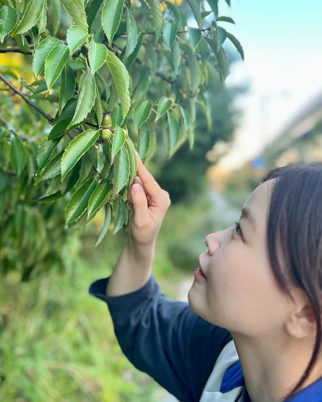 Miraikan, 日本科学未来館さんのインスタグラム写真 - (Miraikan, 日本科学未来館Instagram)「【ドングリ観察してみました】 ドングリといっても日本国内だけでも20種類以上あるそう。「みどりの科学コミュニケーター」の青木と一緒に未来館周辺を散策していると、3種類のドングリを見つけることができました👀  よくみるとドングリの実や帽子、葉っぱの形などが違い、それぞれとてもかわいいです🍂  みなさんのまわりには、どんな形のドングリがありますか？  #miraikan #未来館 #日本科学未来館 #科学館 #東京テレポート #お台場 #ミュージアム #博物館巡り #博物館 #sciencemuseum #museum #tokyo #odaiba #odaibatokyo #TokyoMuseum #紅葉 #植物観察  #ドングリ #どんぐり」10月26日 17時58分 - miraikan