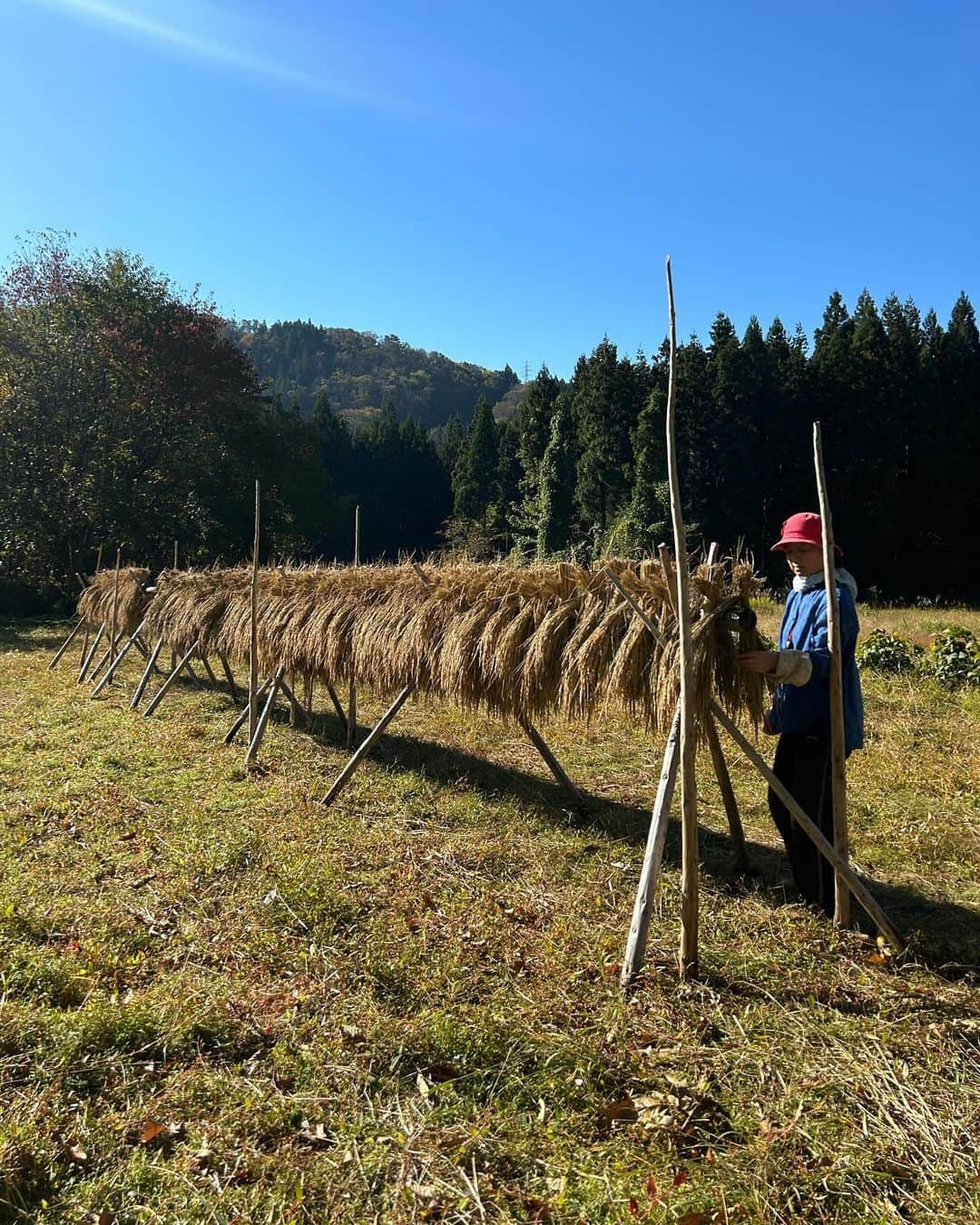 parisaさんのインスタグラム写真 - (parisaInstagram)「“自然農” - Natural farming 🌱  今回、秋田県仙北市の”豆太さん”という 自然農を軸に生活している農家さんの元へ 研修しに来ています👩‍🎓  自然農とは、土を耕さない、肥料を持ち込まない、 草や虫を敵にしない、水を撒かない。 という、すべて自然のエネルギーを使って生きる事です 自然農＝「生命の楽園」　とも言われています 自然＝自ずから然らしむる✨  The reason why I came to Semboku, Akita is that to learn about farming (natural farming) and sustainable life. Ppl in Akita have water from the mountains, they farm their own herbs, vegetables, beans and rice… we (city ppls) are usually in the place where we buy all the stuff from some companies or someone that we don’t really know. I find it so much beauty in this sustainable life style. It’s one of the reason why I wanted to come here and see it from my own eyes and experience.  One day I can be these grandpa and grandmas ❤️❤️」10月26日 17時54分 - parisakanno