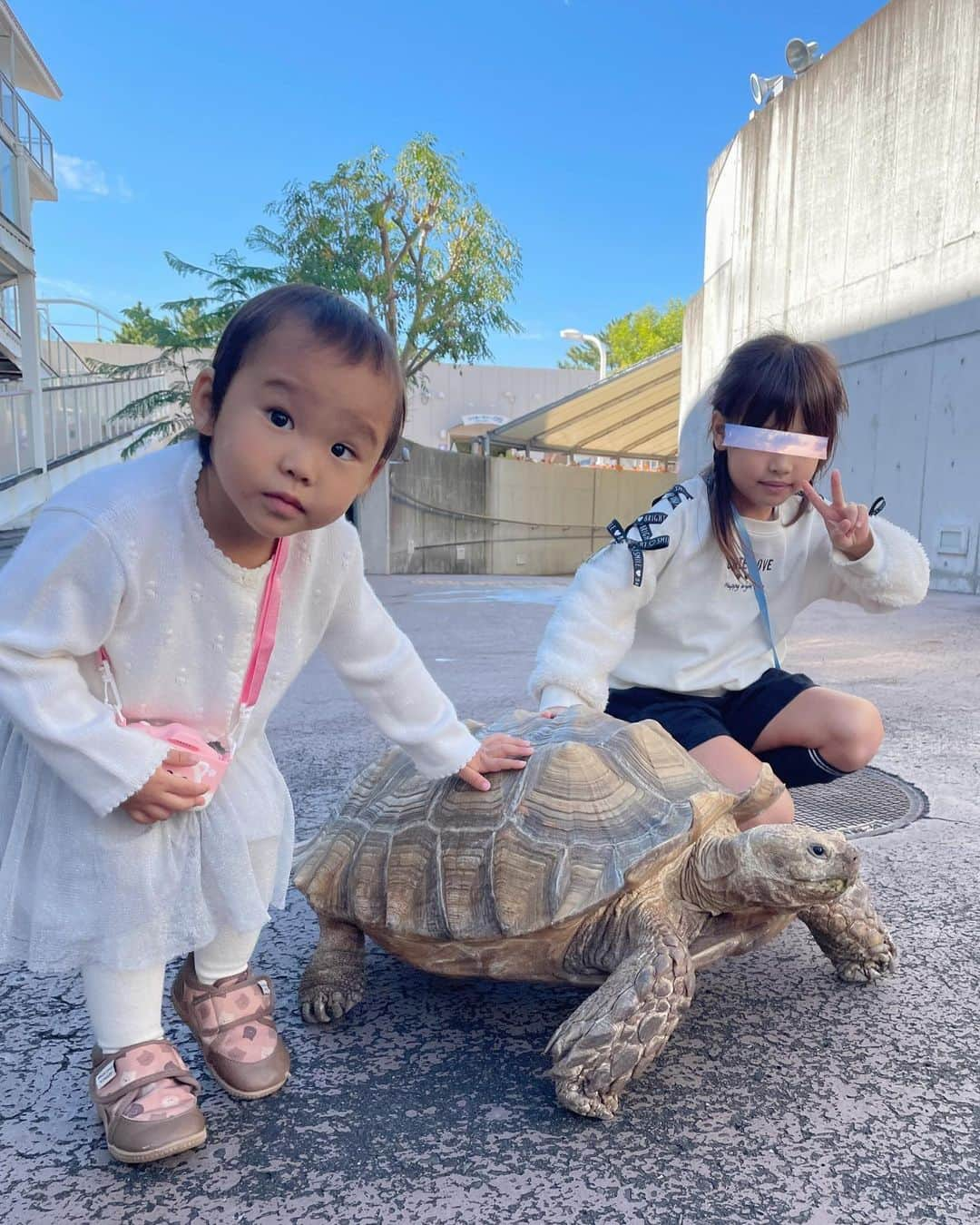 水野佑香さんのインスタグラム写真 - (水野佑香Instagram)「・ 我が家のムードメーカー つーちゃんが3歳になりました❤️  誕生日当日は家族4人で #八景島シーパラダイス へ🐬  イルカのショーを観たり、 ふれあいラグーンで オタリアのレオ君に💋してもらったり、 🐧さんや🐢さんに触れたり、 カワウソに餌やりをしたり、 大好きな動物たちに会えて とても嬉しそうだった❤️  つーちゃんはオタリアのレオ君と ペンギンさん🐧  長女は白イルカとカワウソが 可愛かったー❤️って☺︎  最近トイトレもほぼ完了して、 おしゃべりの喃語も減ってきて、 お姉ちゃんになったなぁ〜と 感じることが増えました。  昨日私が体調良くなくて 横になってたら心配してくれて 骨盤職人を出してきてくれたり おでこに手を当ててくれた🫶  優しい子に育ってくれて とっても嬉しいです🩷  いつも笑顔にしてくれてありがとう！  #誕生日  #3歳誕生日  #3歳女の子  #髪の毛はまだまだ薄め  #家族でお出かけ  #子供とお出かけ部  #子連れお出かけ  #歳の差姉妹」10月26日 17時56分 - mizuno_yuka