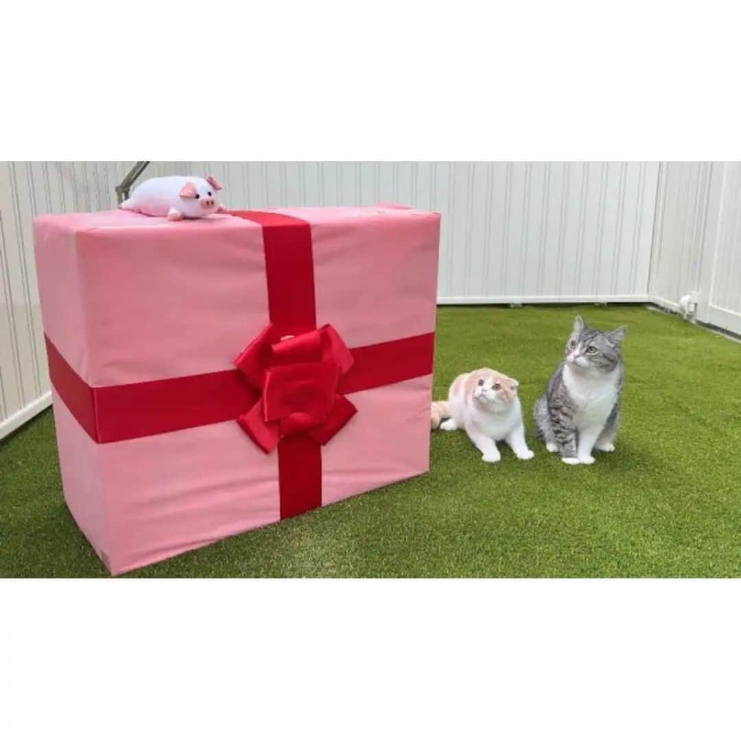 もちまるのインスタグラム：「庭に誕生日プレゼントが置いてあったときの猫たちの反応がかわいすぎましたw」