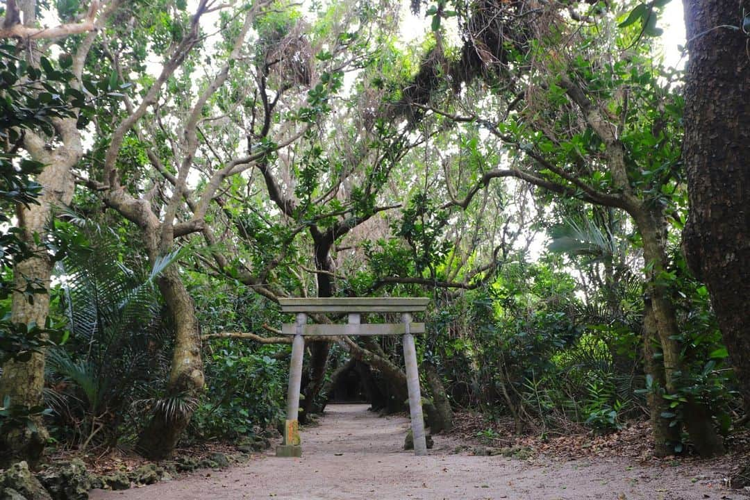 日本の国立公園のインスタグラム：「Uncover the heart of Ryukyuan culture in Okinawa ❤️🏝️  Between the larger Okinawan islands of Iriomote and Ishigaki in Iriomote-Ishigaki National Park, you'll find the mystical heart-shaped Kuroshima Island. Like many of the islands throughout the former Ryukyu Kingdom, Kuroshima Island has a number of utaki, sacred places where a village’s guardian deity is enshrined. 🤔🗾  Utaki are usually placed atop hills or on the side of mountains with locals traditionally building their villages around them. Ibi, concealed within huge rocks and ancient trees, are the holiest of utaki spaces, the place for goddesses. Adjacent to the ibi are the ibinume, where open-air stone incense burners and platform stones are placed. Finally, the kami asagi serve as places near utaki where festivals are held to invite the guardian deity. They are often set up in houses with low eaves, no walls, and no flooring. ⛰🌳  There are more than 10 utaki in revered spots across Kuroshima Island, but only eight of them are recognized by the Ryukyu Kingdom, referred to as Yaiyama. These utaki hold deep significance for the local community, so unauthorized entry is prohibited. Visitors are allowed to approach the gate, but cannot proceed any further. 🙅‍♀️⛩   📍 Kuroshima Island, Okinawa  📸 Torii gate guiding the entrance to the Ngishitowan   #NationalParksJP #IriomoteishigakiNationalPark #Kuroshima #Okinawa #RyukyuKingdom #Utaki #SacredSpaces #AncientKingdom #AncientCulture #BeautifulIslands #Japan #Travel #Tourism #ExploreJapan #DiscoverJapan #VisitJapan #日本 #国立公園」