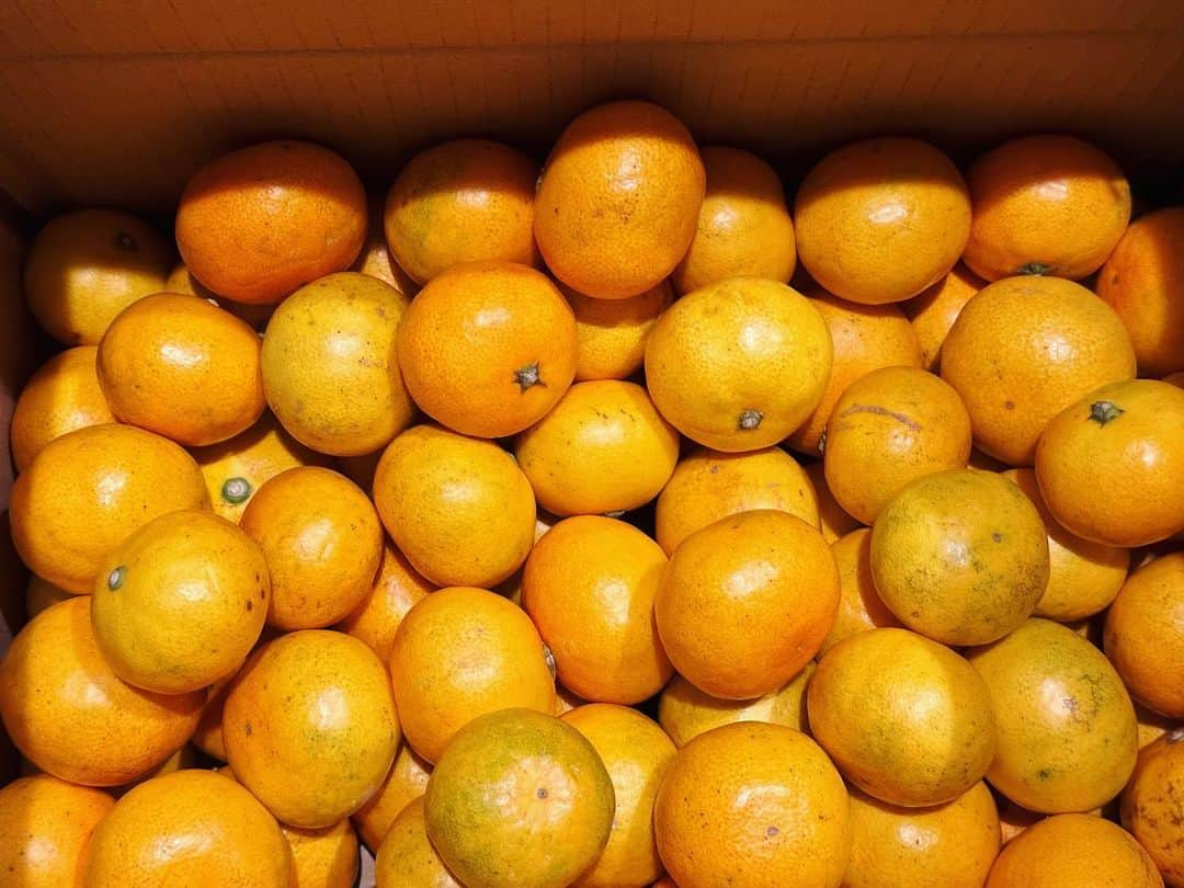 金澤ダイスケのインスタグラム：「和歌山の友人より美味しいみかん🍊」