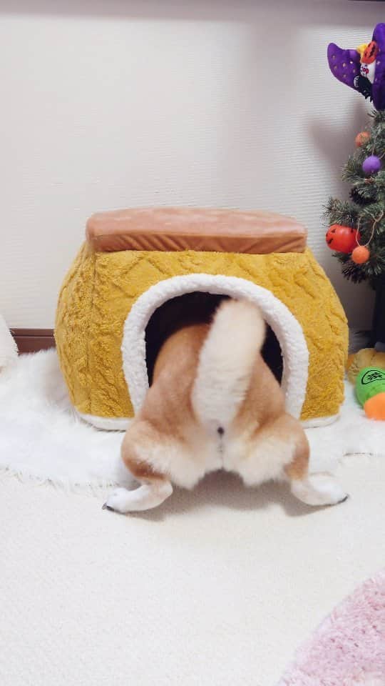 のインスタグラム：「お尻も尻尾もカエルみたいな足もかわいい！！ お茶もみかんも落ちちゃったよ😂  #柴犬#しばいぬ#犬#癒し#愛犬#shiba#shibainu #dog」