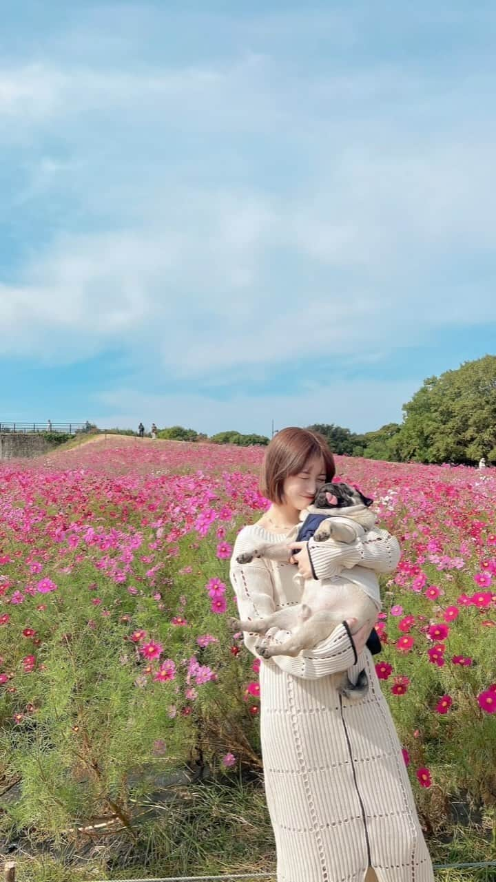 朝長美桜のインスタグラム：「🌸🍂  コスモス💜 たるとと一緒に行ってきました☺️ 毎年行きたいと思いつつ行けなかったので、たると初コスモス🫶🏻 暖かくて、たるとはすぐ疲れてずっとバギー乗ってた🥹🥹  とっても綺麗でリフレッシュできました🌸  #海の中道海浜公園#コスモス#pug#パグ」