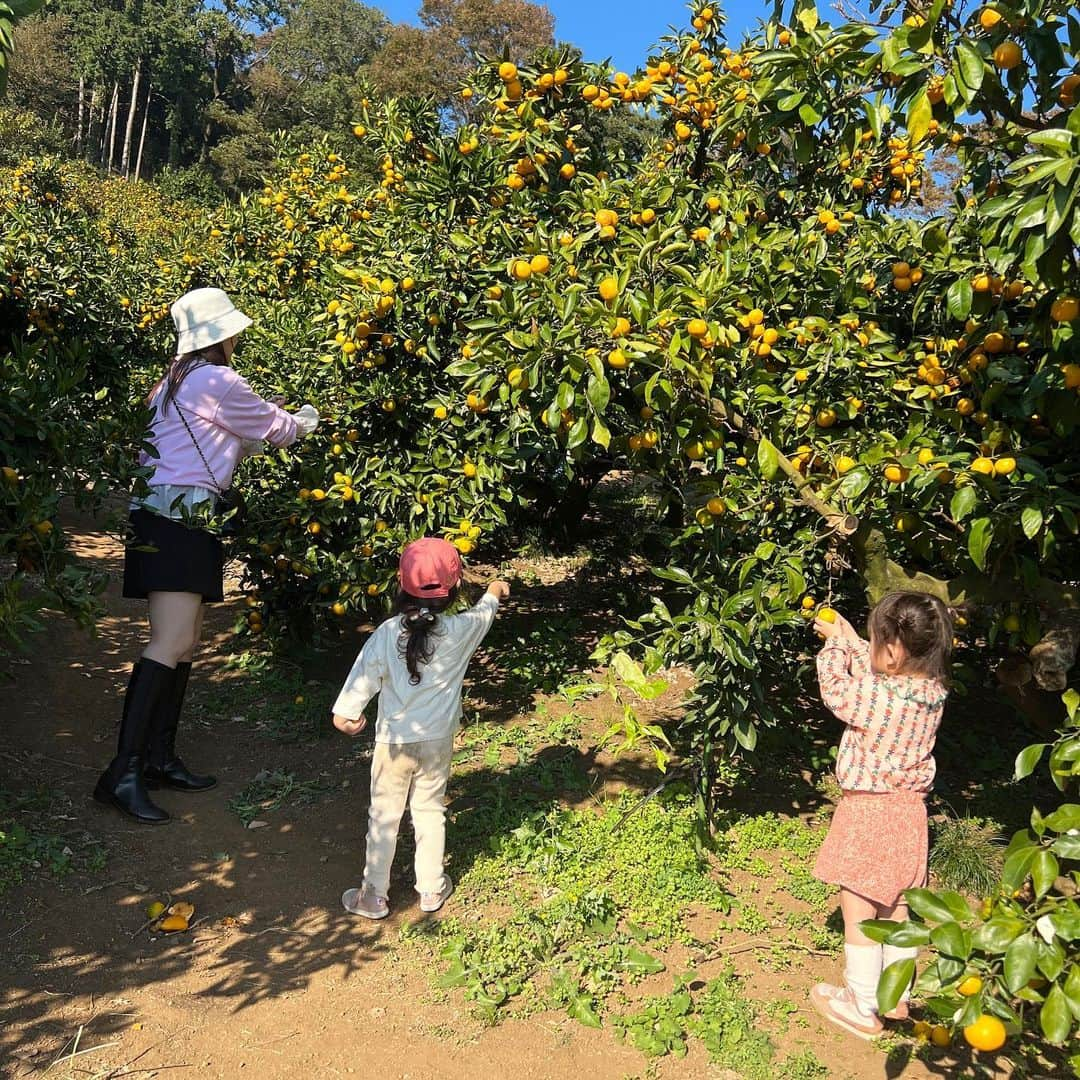 菊地亜美のインスタグラム：「. 友達親子と神奈川までみかん狩りへ🍊🧡 沢山歩いて沢山みかん狩りして沢山食べて パパにお土産も沢山持って帰って😋 早め夜ご飯で母達はビールで乾杯🍺🫶笑 娘は帰ってお風呂入って爆睡😴 子供達も母達も楽しんだ充実した一日でした🩵  娘はみかんイメージでオレンジのお洋服で🍊🧡」