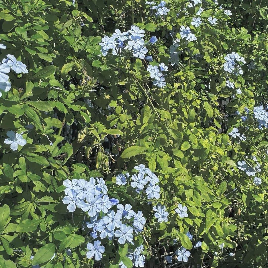 福田花音のインスタグラム：「憂鬱な気分で歩いてた時に見つけたお花の花言葉が憂鬱だった わたしはふと見つけたお花の花言葉を必ず調べて、その花言葉を今の自分へのメッセージとかヒントにしているんだけどこのルリマツリというお花の花言葉の由来はとても素敵で残酷で寂しくて、ぜひしらべてみて🪻」