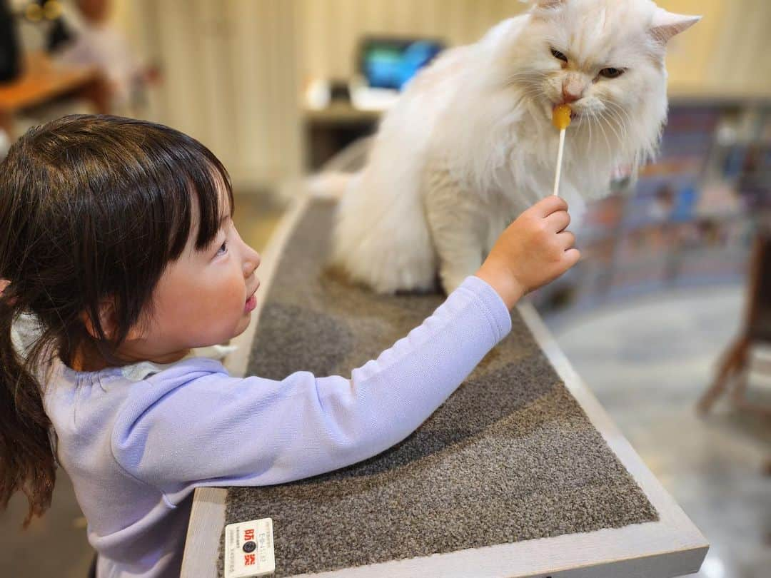 ナカムラ建設さんのインスタグラム写真 - (ナカムラ建設Instagram)「猫カフェ。  丸々な  幸せな  ねこたちですね。」10月26日 20時51分 - nakamura_kensetsu