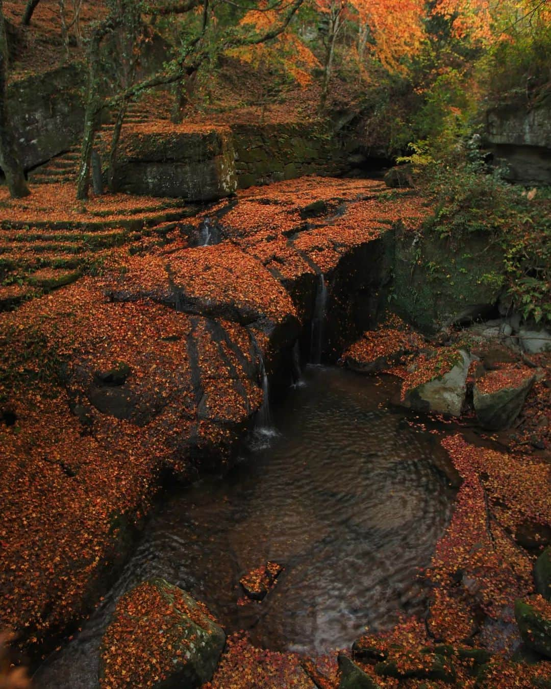 Birthplace of TONKOTSU Ramen "Birthplace of Tonkotsu ramen" Fukuoka, JAPANさんのインスタグラム写真 - (Birthplace of TONKOTSU Ramen "Birthplace of Tonkotsu ramen" Fukuoka, JAPANInstagram)「The Beautiful Bright Red Autumn Scenery of Yamanaka Valley Park!🍂🥰 Yamanaka Valley Park in Yame City is a place where you can enjoy clear flowing water and vibrant autumn leaves. Several small waterfalls are scattered throughout the park and there is a trail along the mountain stream.✨ Fall foliage is at its best from mid to late November, and the red fallen leaves covering the ground are spectacular!😍  One more highlight of the park is the huge rock that looks like it is made of several stacked boxes. Approximately 2.7 million years ago, magma from inside the Earth poured out repeatedly and overlapped, creating an impressive rock in the shape of a large pillar.🪨  ------------------------- Photo 📷 : @chiggonpoteto FOLLOW @goodvibes_fukuoka for more ! -------------------------  #fukuoka #fukuokajapan #kyushu #kyushutrip #explorejapan #instajapan #visitjapan #japantrip #japantravel #japangram #japanexperience #beautifuljapan #japanlovers #visitjapanjp #autumnleaves」10月26日 21時02分 - goodvibes_fukuoka