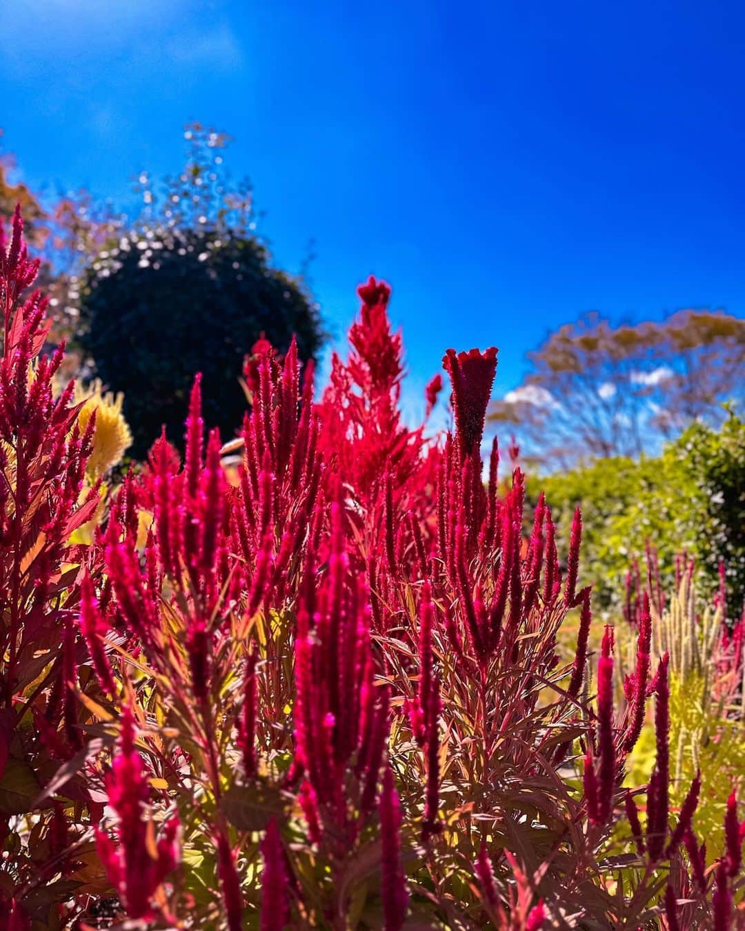 元木行哉さんのインスタグラム写真 - (元木行哉Instagram)「⁡ どこの山登ってるんだ？って思うでしょ？ いえいえ、ウチから車だと10分ぐらいのすぐそばなのですよー🤭 ⁡ ところで3枚目の写真。 この花はなんて花でしょ。 鮮やかな赤で見事でした。 やっと秋、ですかね。 ⁡ #秋の気配  #山口県  #下松市  #トレーニング  #元木行哉」10月26日 21時02分 - ikuya_motoki