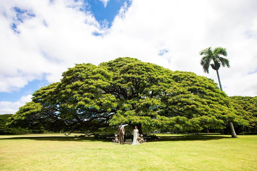 ファーストウエディング公式 ハワイウエディングのインスタグラム：「. 【Hawaii/挙式会場紹介】 Moanalua Gardens モアナルアガーデン ウェディング  100年以上もハワイの文化とともに歩んできた歴史ある地で、 ガーデン全体に特別な力を感じるパワースポットでもある モアナルアガーデン。 約97,000平方メートルという広大な敷地内には、 あの有名な「モンキーポッド」の大樹が点在し、 2つの小川と水辺、南国ならではの花々や野生の動物たち、 そして園内全てに広がる青々と茂る緑や芝生など、 ハワイならではの豊かな自然で溢れています。 また、有名な観光地になっているため、 挙式後にハワイへ行く度に気軽に訪れることができるのも魅力の一つです。 壮大な自然に包まれてハワイの風を感じながらの挙式をお楽しみください。  #FIRSTWEDDING #ファーストウエディング #リゾートウェディング #リゾート婚 #ハワイ挙式 #リゾート挙式 #モアナルアガーデンウェディング #moanaluagardens #リゾ花 #家族婚 #2023冬婚 #2024春婚 #2024夏婚 #2024秋婚 #2024冬婚 #プレ花嫁 #プレ花嫁さんと繋がりたい #ハワイ旅行 #ハワイ好きな人と繋がりたい #ハワイ観光 #hawaii #hawaiitrip #hawaiiwedding #wedding #weddingphotography #bouquet #ハワイウエディング #ハワイウェディングフォト」