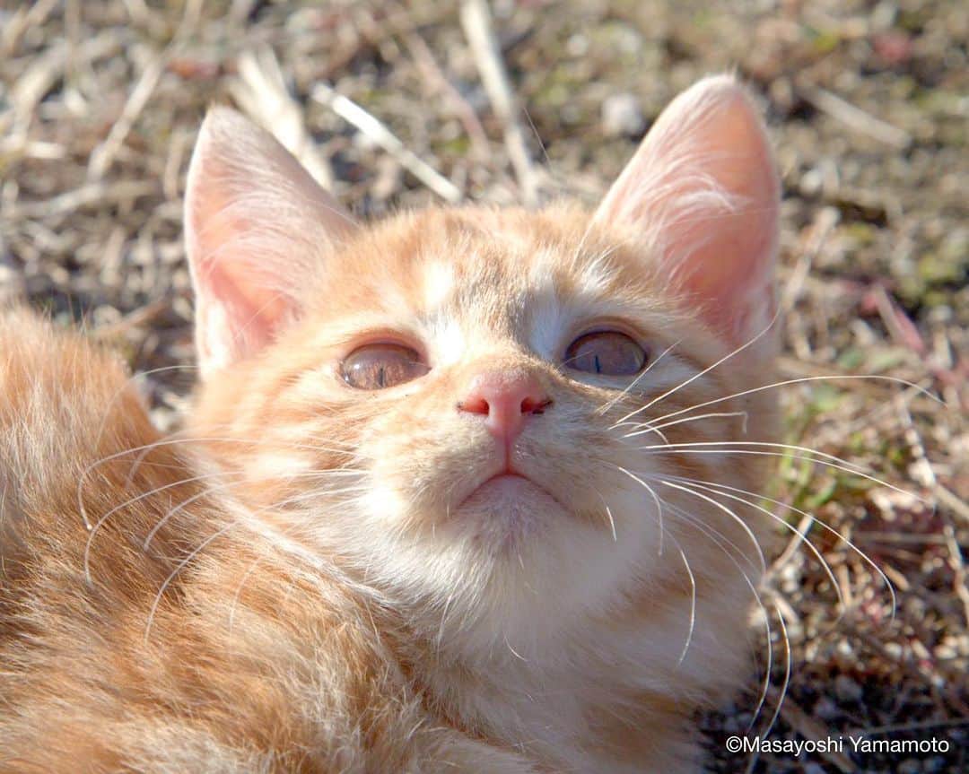 山本正義のインスタグラム：「ときめき✨  tokimeki✨  #島猫 #ねこ #猫 #bestmeow #地域猫 #自由猫 #にゃんすたぐらむ #猫写真 #nekoclub #子猫 #ふわもこ部  #cats #kitten #catstagram #catstagram_japan #catsofinstagram  #catloversclub #catstagramcat #catworldwide #東京カメラ部 #貓 #pleasantcats #7catdays #my_eos_photo #9gag #yourshotphotographer #kitty #cat #catlovers #usa」
