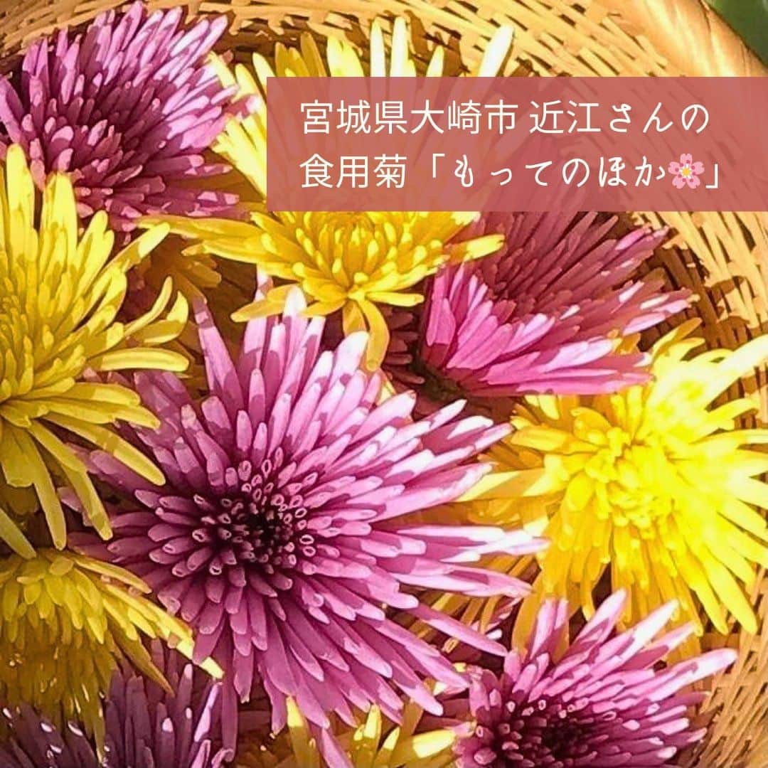 ポケットマルシェ(ポケマル) のインスタグラム：「東北では欠かせない、秋の味覚🍁 食用菊🌸「もってのほか」 . 宮城県・近江健次さんより、食用菊「もってのほか」が出品されました✨ . 東北地方では、郷土の味として親しまれている食用菊。 日本では、江戸時代から菊を食べていた歴史があるんです！ . 味の特徴は、ほのかな甘みとほろ苦さ✨ はなびらが筒状にになっているために、シャキシャキとした歯ごたえも楽しめるのだそう◎ . 下ごしらえには花びら部分だけをむしってまとめておき、お酢を加えたお湯でさっとゆでるのが生産者さん直伝のコツ！ . 酢のものやあえ物、天ぷら、お吸い物、ナムル風にも◎ 冷やし固めてゼリーにすれば、見た目も楽しめるデザートが完成します💐 . いつもの食卓に、彩りを加えるアレンジ料理をしてみませんか？😊 . ….……………………… . 画像をクリックすると商品ページをご覧いただけます。 ポケマル公式アカウント（@pocket.marche）のリンクより、ポケマルにアクセスし、 「食用菊」と検索すると、さらにたくさんの商品をご覧いただけます。 . ………………………… . 産直EC「ポケマル」では 📌産地直送の食材を紹介 📌生産者さんの紹介 📌ポケマルのキャンペーン を日々投稿しています！ . 投稿が気になったら、ぜひフォローをお願いします👉 @pocket.marche . ………………………… #ポケットマルシェ #ポケマル #pocketmarche #農家直送 #産地直送 #生産者応援 #産直食材 #旬 #食いしん坊万歳 #食いしん坊倶楽部  #食欲の秋  #国産 #食用菊 #食用花 #菊 #アレンジ料理 #食用菊レシピ #食用菊の酢の物 #食用菊花 #食用菊 #食用菊もってのほか #もってのほか #もってのほか菊 #食用菊のおひたし #郷土愛 #郷土食 #郷土料理 #東北食材 #ふるさとの味 #宮城県」