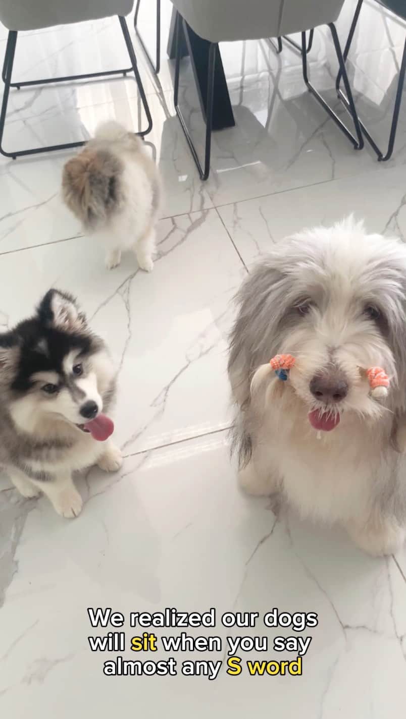 MARUのインスタグラム：「How to teach a puppy to get Sushi and Siu Mai 😆  • Sorry for the repost, previous song became unavailable 🥺 • • • #funnydogvideos #cutedog #happydogs #brotherandsistergoals #dogmeme #dogtrick #huskydog #siberianhusky #beardedcollie #fluffydogs」