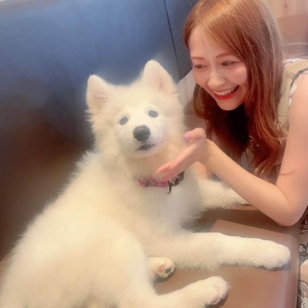 国分亜美さんのインスタグラム写真 - (国分亜美Instagram)「【サモエドカフェ🐶】 ⁡ ⁡ 以前にストーリーではアップしてましたが、 先月新しくできたサモエドカフェ @samoyedcafe へ オープン前に行ってきました🐾 ⁡ 日本初なんだって🥹🌟 ⁡ ⁡ ふわふわもふもふで人懐っこくて みんな可愛すぎた…🥰❤️ ⁡ 赤ちゃんのときに会いに行けたのも嬉しかった💓 ⁡ 気持ちが癒されたからまた近々行きたいな～✨️ ⁡ 可愛いと癒しがいっぱいな空間で わんちゃん好きな方は絶対おすすめです🐶💕 ⁡ ⁡ ⁡ このときのお洋服はHerlipto🌹 ⁡ Herliptoは曲線顔さんにぴったりなブランドです👗✨️ ⁡ 秋から冬へと変わる季節の変わり目🍂 ⁡ 新しくお洋服を購入する前に 顔タイプ診断®を通して あなたに合ったテイストを知ってみませんか☺️？ ⁡ ⁡ ⁡ ⁡ ୨୧･････････････････････････････････････････････････୨୧ ⁡ ⁡ 色とコスメが得意なイメージコンサルタントです💄❤️ （1st：Warm-Spring／2nd：Warm-Autumn） ⁡ 投稿が参考になったと思ってくださった方は フォロー・いいね・保存して頂けると とっても嬉しく、励みになります🥹💓 ⁡ ⁡ ୨୧･････････････････････････････････････････････････୨୧ ⁡ ⁡ ⁡ ⁡ #イメージコンサルタント #イメコン #顔タイプ診断 #顔タイプアドバイザー #パーソナルカラーアナリスト #顔タイプフェミニン #顔タイプエレガント #イエベ春 #herlipto #ハーリップトゥ #herlipto好きな人と繋がりたい #大人可愛いコーデ #サモエドカフェ #犬カフェ #サモエド #ワンちゃん #駒沢カフェ」10月26日 21時46分 - amimi_kokubun