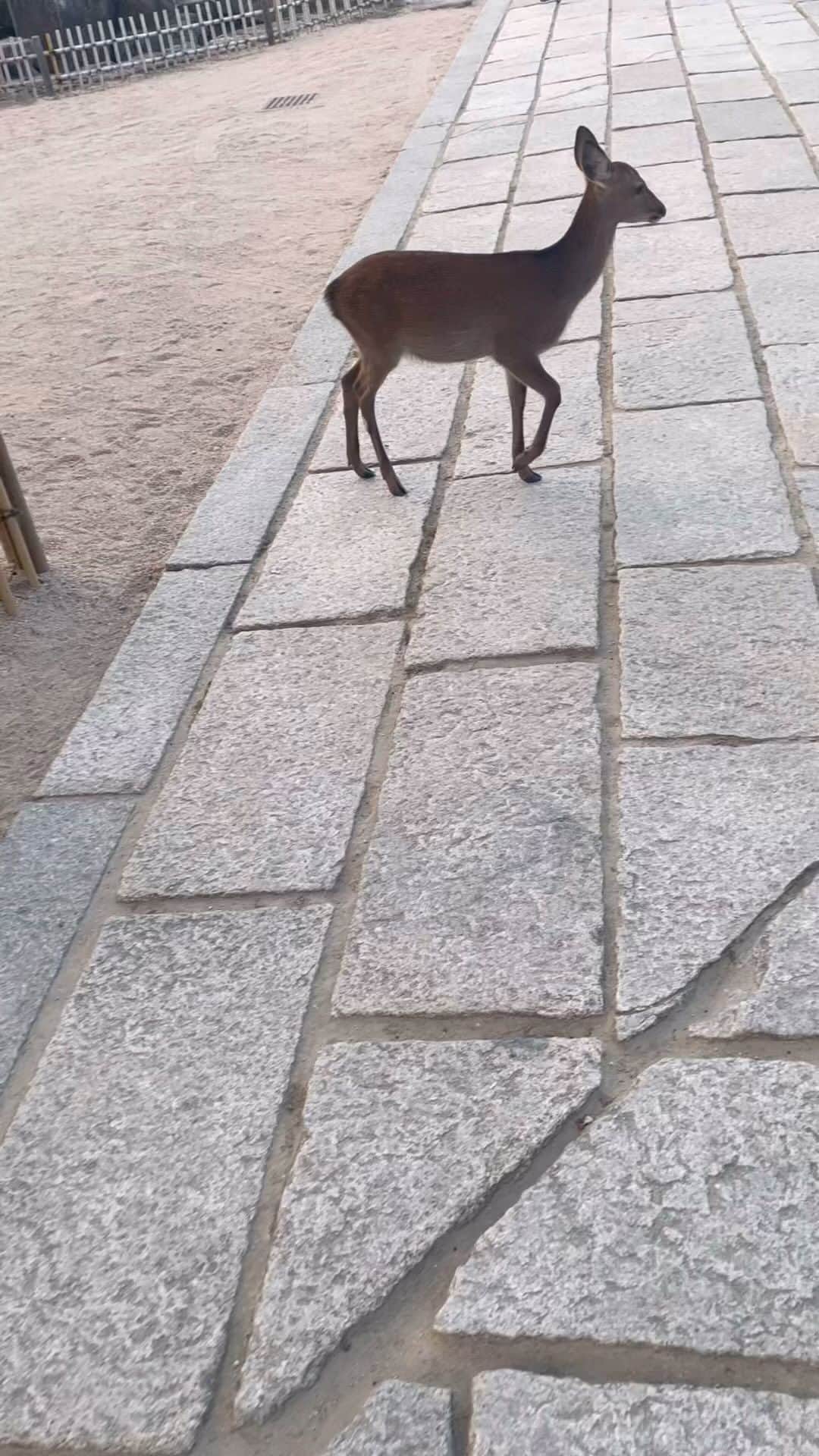 のインスタグラム：「🦌子鹿です！」