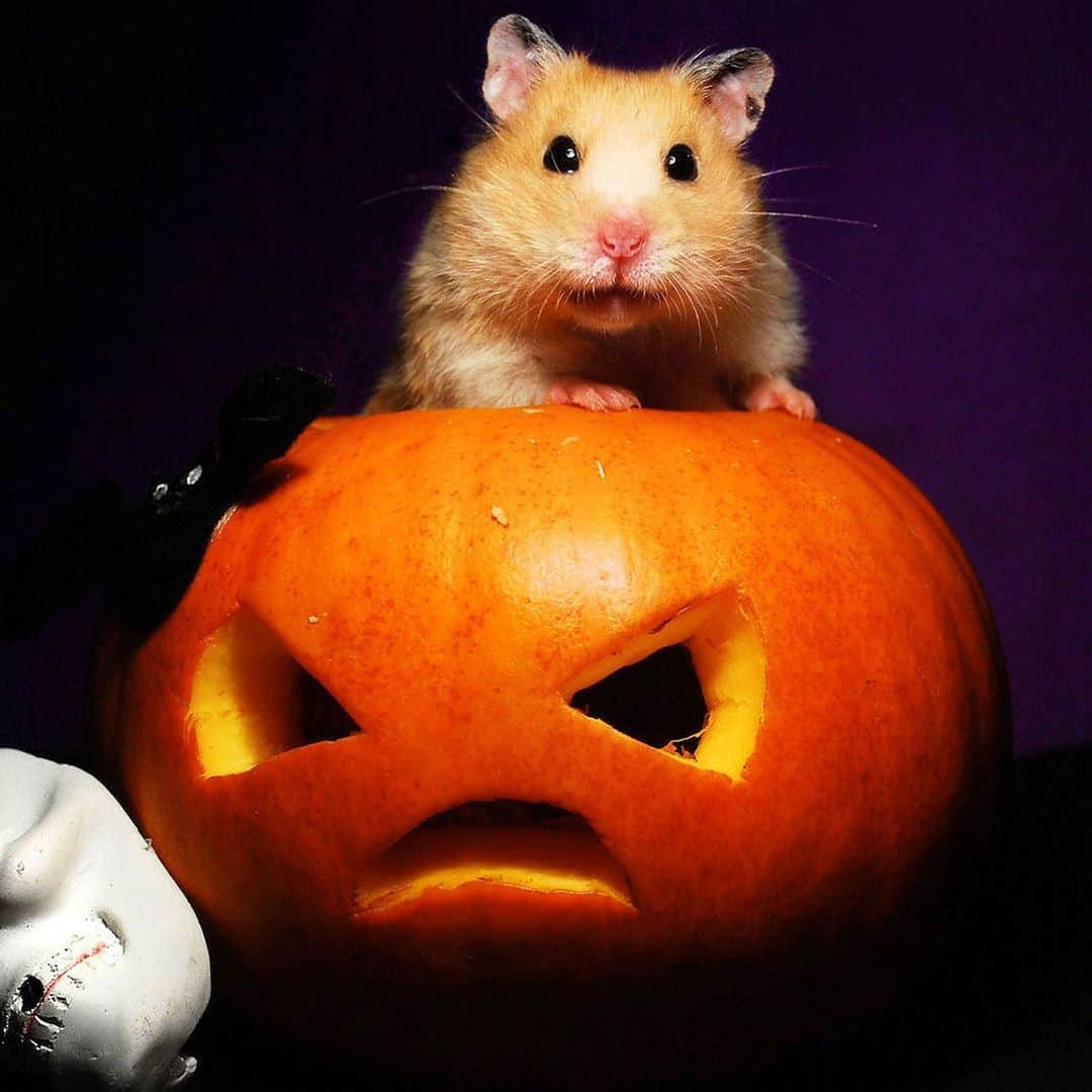 アニマルプラネットのインスタグラム：「Boo! 👻  #HappyHalloween from this Syrian hamster.   #pumpkinseason」