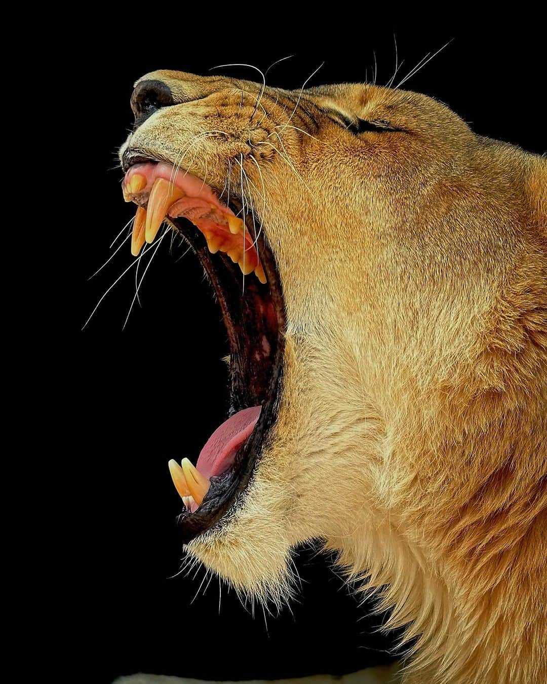 Kevin Richardson LionWhisperer さんのインスタグラム写真 - (Kevin Richardson LionWhisperer Instagram)「🥱 Did you know that lions use yawns to signal to others that it’s time to get moving. Next time you lucky enough to be around a pride of lions and you see one lion yawn after they’ve been resting for a while, have your camera ready to snap some pics of the rest of the pride yawning and then getting up to move off. #contagiousyawning #contagiousyawn #catyawn #lionyawn #dyk #didyouknow #interestinglionfacts」10月26日 22時00分 - lionwhisperersa