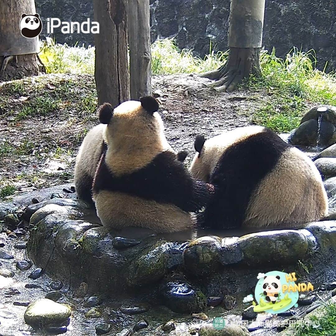 iPandaのインスタグラム