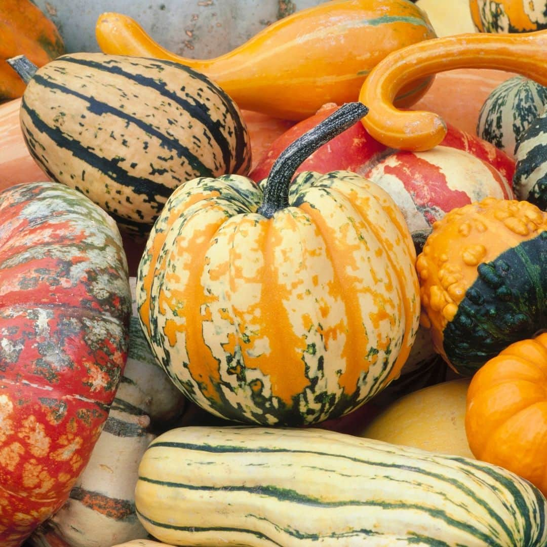 Discoveryさんのインスタグラム写真 - (DiscoveryInstagram)「'Tis the season for #gourds! 🎃  #DidYouKnow gourds have been used by humans for thousands of years - as early as 13,000 BC? Some believe gourds were the first domesticated plant species!  #PumpkinSeason #history #agriculture」10月26日 22時02分 - discovery