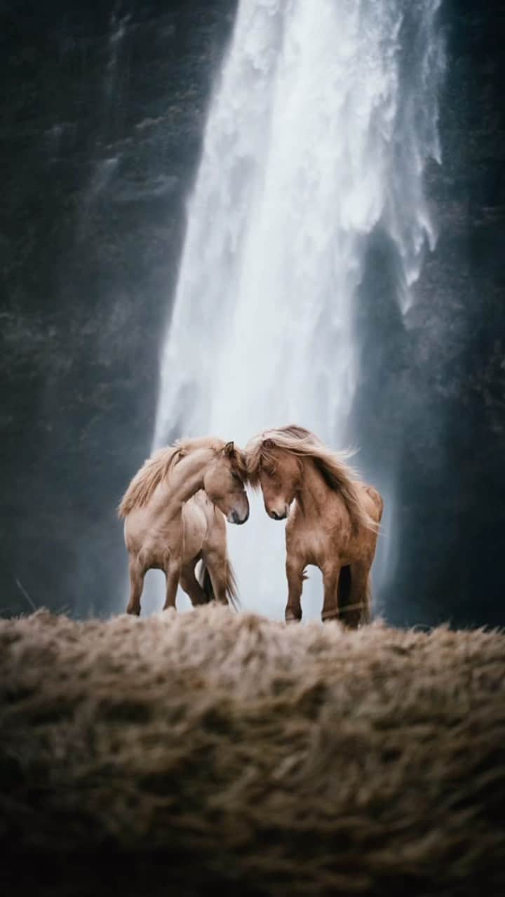 クリス・バーカードのインスタグラム：「It’s been a special month at KOFI Galleri hosting the SPRAKKAR Event and having the unique opportunity to host 5 female photographers and their incredible work in print... then watching as 100,000 women attended a rally downtown Reykjavik for the annual women’s strike in support of equal rights across the country. Pretty incredible community to witness here in Iceland. So grateful to see all of the support at this exhibition in the gallery over the last few weeks... if you’d like to support the artists featured in SPRAKKAR, drop by pick up a print before next Wednesday as there are some amazing options left or pick one up online, link in bio」