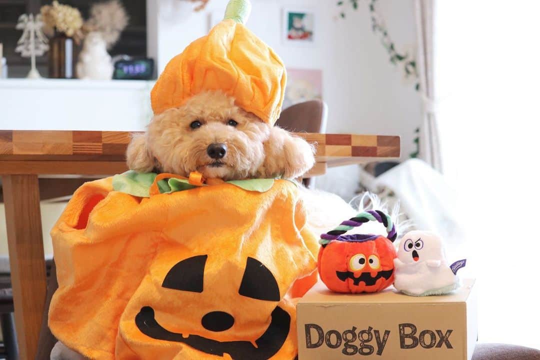 yun.ゆんさんのインスタグラム写真 - (yun.ゆんInstagram)「cotton.💭 Doggy's Halloween🎃👻  年々、かぼちゃの仮装が上手になるコットン。🎃  デーン❗️ と、どうでしょうか？ 😂🎃  10月のドギーボックス。📦 ロゴのダンボールが出てくると、大興奮でアタッーーク！攻撃。‼️🎵  10月も美味しく楽しいドギーボックスに喜ぶコットンを見るとうれしいな。 🥰📦🐶  @doggybox_jp 🐾 . . . . ◎おもちゃ✖️2 🎃👻  ◎おやつ✖️3 ・豚肉ジャーキー ・かぼちゃせんべい ・ブルーベリーフレーク  ◎便利グッズ ・オレンジ食器洗剤  #ハロウィン #Halloween #かぼちゃ  #doggybox  #ドギボ#ドギーボックス#pr#ZIP写真部#ふわもこ部#多頭飼い#犬とうさぎ#うさぎと犬 #犬#dog#いぬすたぐらむ#dog#poochon #bishonfrise #犬のいる暮らし#いぬのきもち #犬バカ部#犬おもちゃ」10月26日 22時11分 - march.lemon
