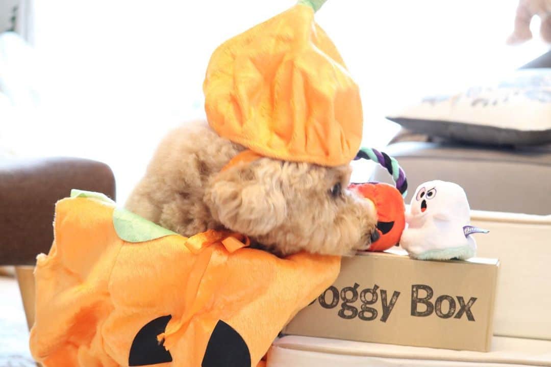 yun.ゆんさんのインスタグラム写真 - (yun.ゆんInstagram)「cotton.💭 Doggy's Halloween🎃👻  年々、かぼちゃの仮装が上手になるコットン。🎃  デーン❗️ と、どうでしょうか？ 😂🎃  10月のドギーボックス。📦 ロゴのダンボールが出てくると、大興奮でアタッーーク！攻撃。‼️🎵  10月も美味しく楽しいドギーボックスに喜ぶコットンを見るとうれしいな。 🥰📦🐶  @doggybox_jp 🐾 . . . . ◎おもちゃ✖️2 🎃👻  ◎おやつ✖️3 ・豚肉ジャーキー ・かぼちゃせんべい ・ブルーベリーフレーク  ◎便利グッズ ・オレンジ食器洗剤  #ハロウィン #Halloween #かぼちゃ  #doggybox  #ドギボ#ドギーボックス#pr#ZIP写真部#ふわもこ部#多頭飼い#犬とうさぎ#うさぎと犬 #犬#dog#いぬすたぐらむ#dog#poochon #bishonfrise #犬のいる暮らし#いぬのきもち #犬バカ部#犬おもちゃ」10月26日 22時11分 - march.lemon