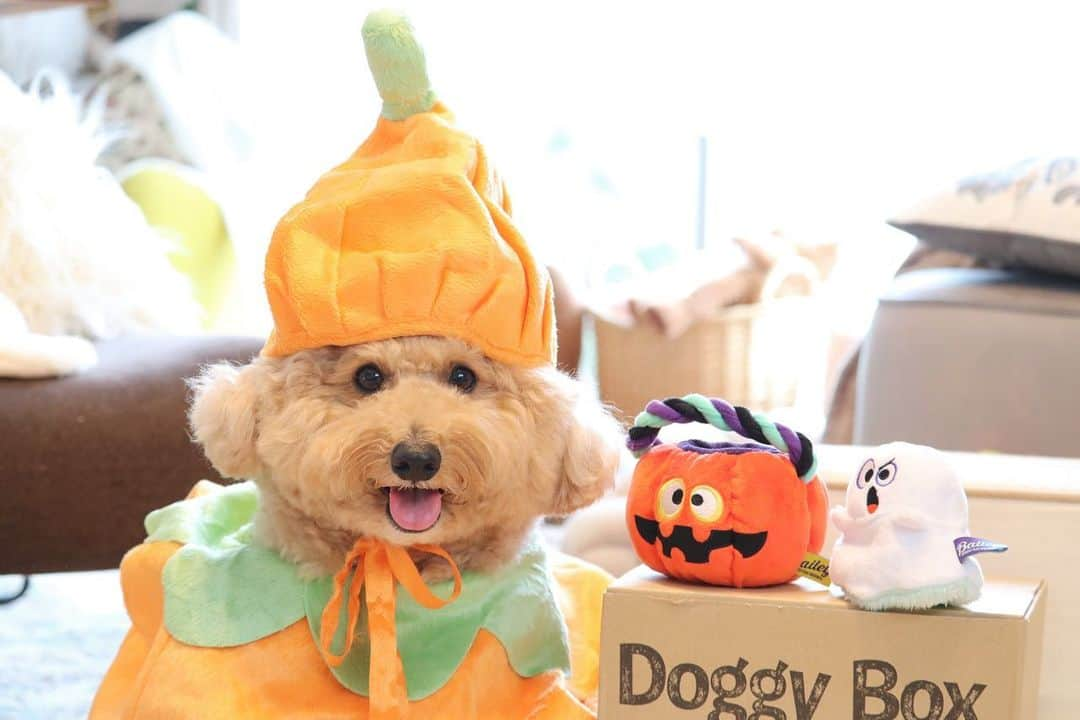 yun.ゆんのインスタグラム：「cotton.💭 Doggy's Halloween🎃👻  年々、かぼちゃの仮装が上手になるコットン。🎃  デーン❗️ と、どうでしょうか？ 😂🎃  10月のドギーボックス。📦 ロゴのダンボールが出てくると、大興奮でアタッーーク！攻撃。‼️🎵  10月も美味しく楽しいドギーボックスに喜ぶコットンを見るとうれしいな。 🥰📦🐶  @doggybox_jp 🐾 . . . . ◎おもちゃ✖️2 🎃👻  ◎おやつ✖️3 ・豚肉ジャーキー ・かぼちゃせんべい ・ブルーベリーフレーク  ◎便利グッズ ・オレンジ食器洗剤  #ハロウィン #Halloween #かぼちゃ  #doggybox  #ドギボ#ドギーボックス#pr#ZIP写真部#ふわもこ部#多頭飼い#犬とうさぎ#うさぎと犬 #犬#dog#いぬすたぐらむ#dog#poochon #bishonfrise #犬のいる暮らし#いぬのきもち #犬バカ部#犬おもちゃ」