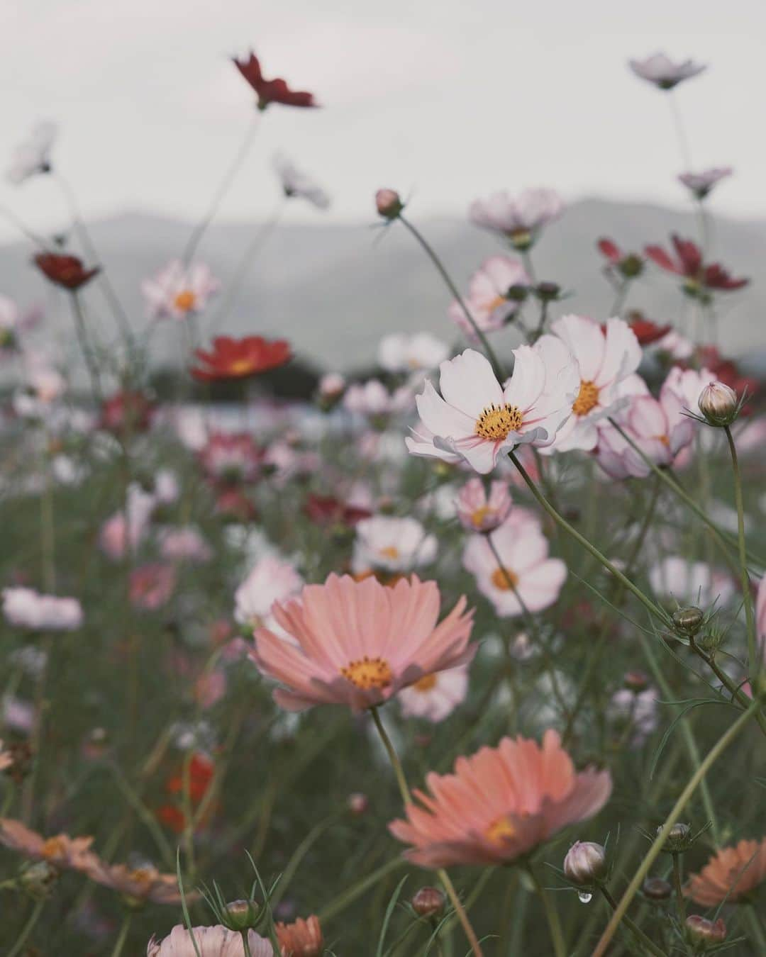 AYAのインスタグラム：「_ 美希のフジ📷で撮らせてもろた🌸 色はフィードに合うように編集したけど 編集しんでも色が可愛くて好き☺️  👧🏽が普通に美希ぃぃ〜って普通に 友だちみたいに呼ぶの笑ける😂  この日は夜も宮田家にお世話になり お風呂まで入れてくれて ほんまに助かった、ありがとう🥲🥲 おかげで何ヶ月ぶりかに1人でお風呂 入ることができました🥺❤️‍🔥  美希の姪っ子とも半年ぐらいしか 変わらへんから一緒に遊んでて可愛かったな また遊ぼうね🤍  #あやみきおでかけキロク  #京都コスモス#京都子連れお出かけ#夢コスモス園#秋桜#コスモス畑#コスモス見頃#関西コスモス#関西お出かけスポット#富士フィルム#一眼レフ#ポートレート#一眼レフ女子」