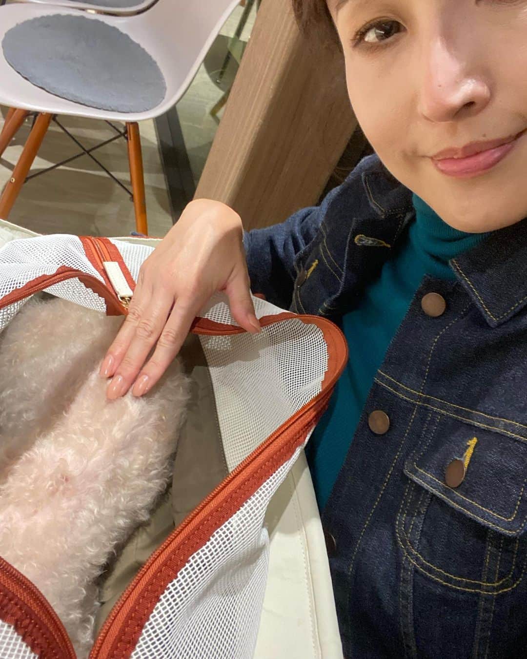 丹野みどりのインスタグラム：「愛犬マロン 16歳9ヶ月のトイプードルです  かなりの高齢犬なので てんかん発作や認知症が現れたり 全く食べなくなって点滴をしたり 元気な頃のマロンとは だいぶ変わってきました🥲  1枚目の写真は てんかん発作が起きて病院に駆け込み 鎮静剤を打って貰って寝ているマロンです  トイレもあちこちでする様になり その度に床を拭いている時間と手間が膨大で 『高齢犬』『介護』などと YouTube検索したら 沢山の先輩事例があり助かりました  その中ですぐ取り入れたのが 『犬用プール』  トイレシートを敷き詰め 100均の滑り止めマットを敷きます  これで広い範囲で どこでもトイレをして良い形にしました 画期的❗️手間とストレスが激減しました  食事もムースタイプや流動食 薬と一緒に しっかり食べてくれると嬉しいです☺️  この先どんな介護が待っているのか 私の政治活動もあり 考えると少し不安ですが 考えても仕方ないですものね  可能な限り抱っこしています  #国民民主党 #衆議院選挙 #衆議院議員選挙 #衆院選 #愛知県 #衆院愛知11区 #衆院 #愛知11区 #豊田市 #みよし市 #丹野みどり」