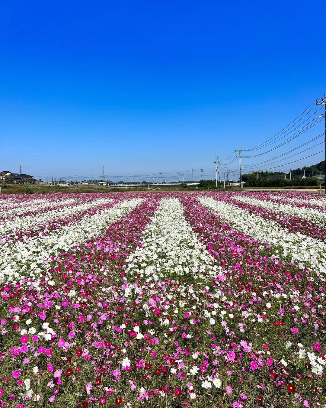 草野春香さんのインスタグラム写真 - (草野春香Instagram)「.🌸🌻🍀🌤💐🐝  綺麗すぎて写真たくさん撮った🤳🏾💞 ここの位置情報を見たら みんな上手に色を加工してるけど 私はあえてそのままで✌🏾笑  #三光コスモス園 #コスモス #中津観光 #中津 #大分旅行 #大分観光 #大分 #九州旅行 #九州観光」10月26日 22時23分 - _haruka030_