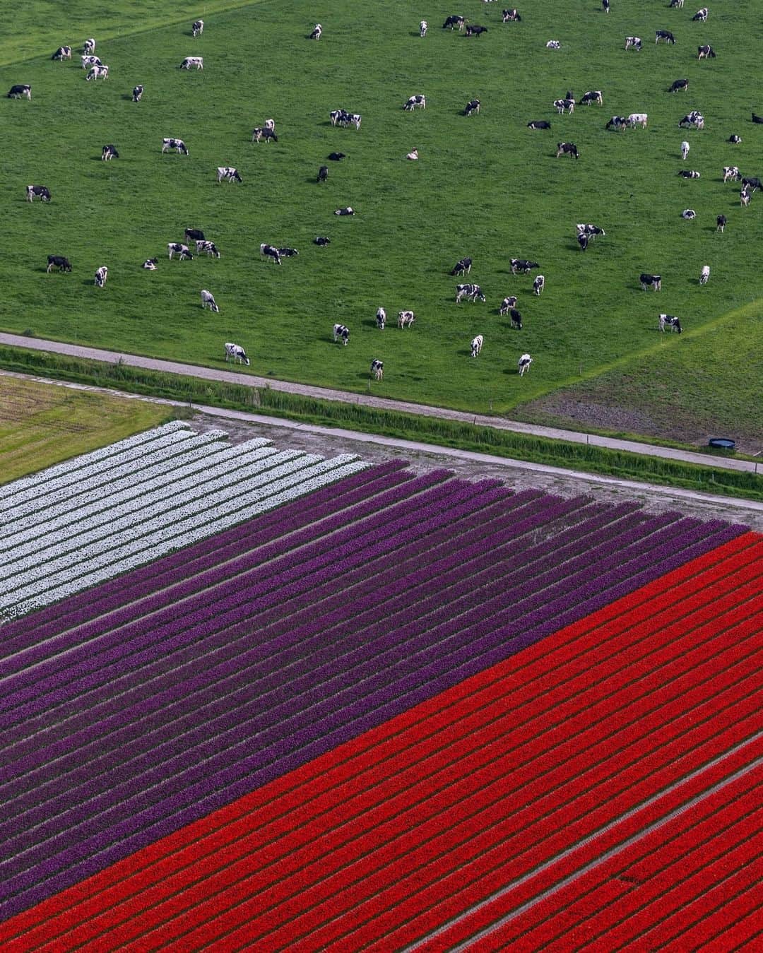 ナショナルジオグラフィックのインスタグラム：「Photo by Muhammed Muheisen @mmuheisen | I captured this image in May while flying over flower fields in the Dutch province of Flevoland. The area’s expanse of tulip fields is among the largest in the Netherlands. For more photos and videos from different parts of the world, follow me @mmuheisen.」