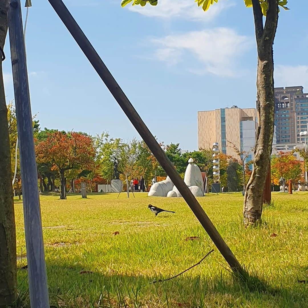 ひいな凜のインスタグラム：「🌳🍀🍂🐦  ハンバッ樹木園でピクニックした時の🌿  周りにいっぱいカササギちゃんがいて チョンチョン歩いてるのが可愛かった😣💕  #한밭수목원#피크닉#나들이#韓国在住#韓国観光#韓国地方旅行#韓国おすすめ#テジョン#テジョン観光#ピクニック」