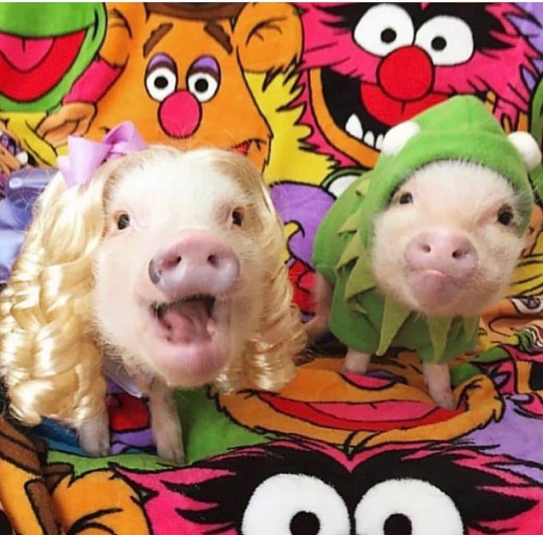 Priscilla and Poppletonさんのインスタグラム写真 - (Priscilla and PoppletonInstagram)「Halloween is only five days away! This will be my tenth Halloween dressing up with Silly Pop. Look at all the fun things we have been. What do you think we are going to be this year?🐷🎃 #happyhalloween #poseyandpink #pigtailthepug #prissyandpop」10月26日 22時43分 - prissy_pig