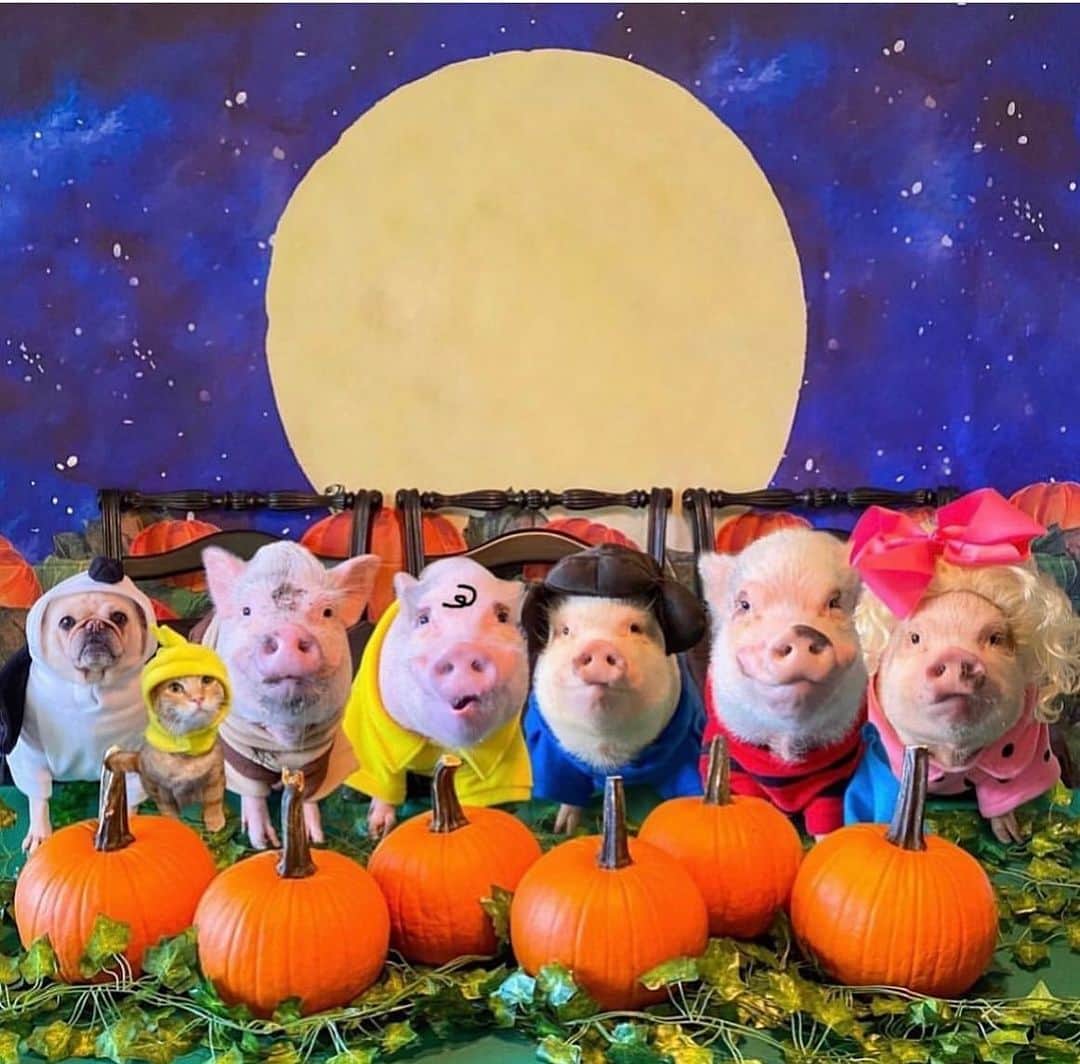 Priscilla and Poppletonさんのインスタグラム写真 - (Priscilla and PoppletonInstagram)「Halloween is only five days away! This will be my tenth Halloween dressing up with Silly Pop. Look at all the fun things we have been. What do you think we are going to be this year?🐷🎃 #happyhalloween #poseyandpink #pigtailthepug #prissyandpop」10月26日 22時43分 - prissy_pig