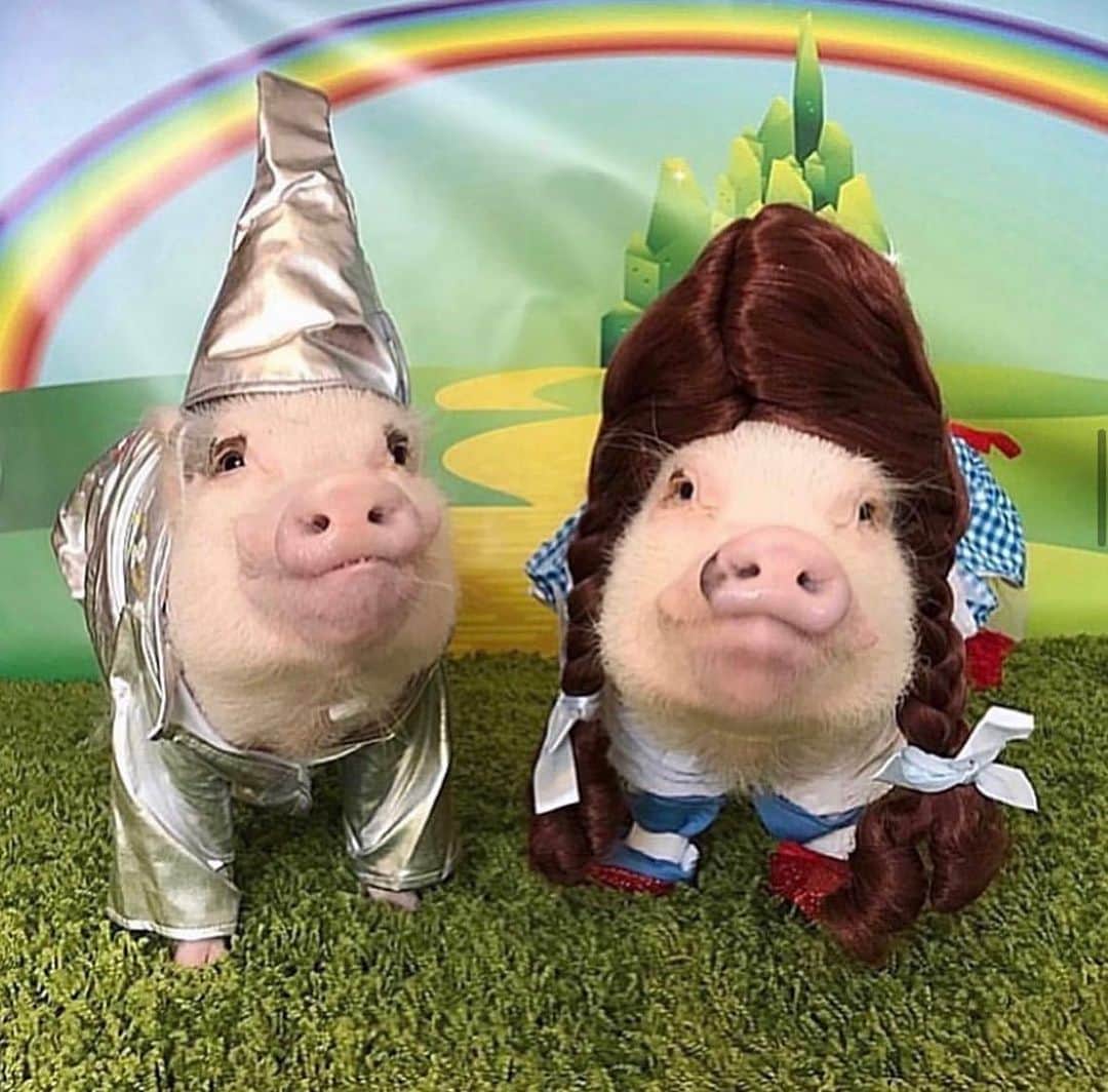 Priscilla and Poppletonさんのインスタグラム写真 - (Priscilla and PoppletonInstagram)「Halloween is only five days away! This will be my tenth Halloween dressing up with Silly Pop. Look at all the fun things we have been. What do you think we are going to be this year?🐷🎃 #happyhalloween #poseyandpink #pigtailthepug #prissyandpop」10月26日 22時43分 - prissy_pig
