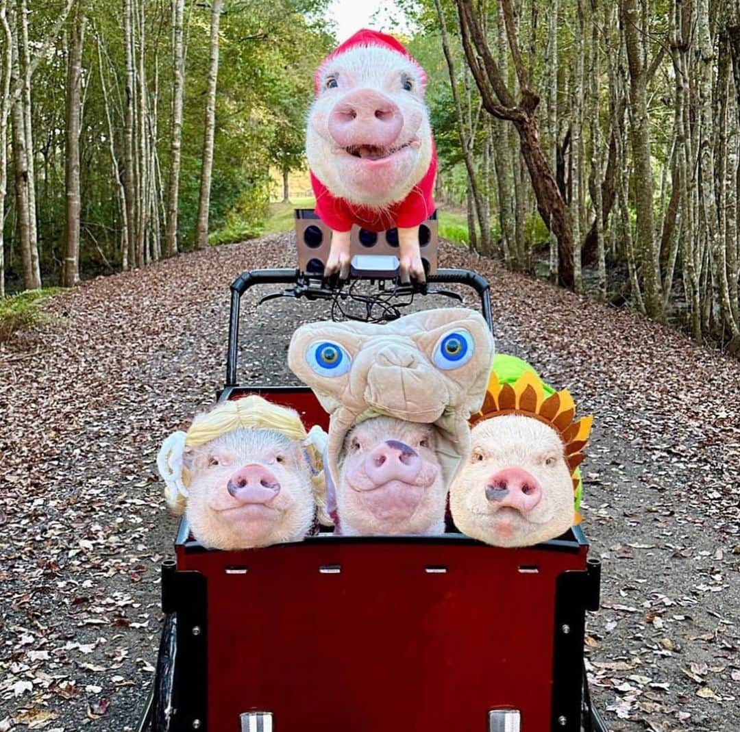 Priscilla and Poppletonさんのインスタグラム写真 - (Priscilla and PoppletonInstagram)「Halloween is only five days away! This will be my tenth Halloween dressing up with Silly Pop. Look at all the fun things we have been. What do you think we are going to be this year?🐷🎃 #happyhalloween #poseyandpink #pigtailthepug #prissyandpop」10月26日 22時43分 - prissy_pig