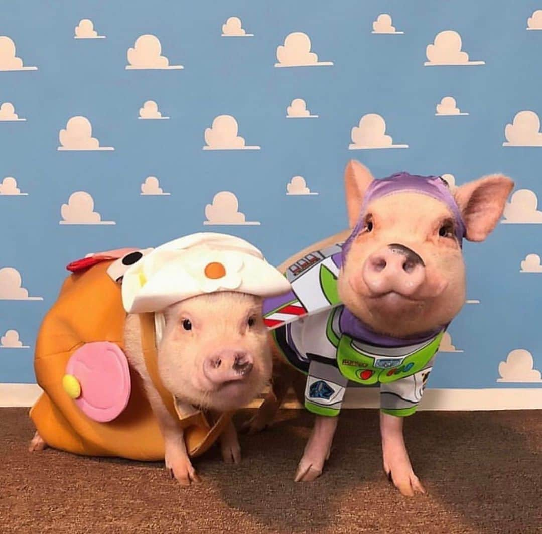 Priscilla and Poppletonさんのインスタグラム写真 - (Priscilla and PoppletonInstagram)「Halloween is only five days away! This will be my tenth Halloween dressing up with Silly Pop. Look at all the fun things we have been. What do you think we are going to be this year?🐷🎃 #happyhalloween #poseyandpink #pigtailthepug #prissyandpop」10月26日 22時43分 - prissy_pig