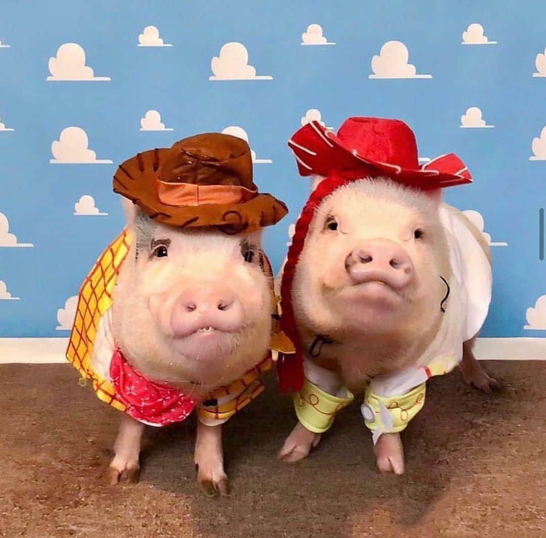 Priscilla and Poppletonさんのインスタグラム写真 - (Priscilla and PoppletonInstagram)「Halloween is only five days away! This will be my tenth Halloween dressing up with Silly Pop. Look at all the fun things we have been. What do you think we are going to be this year?🐷🎃 #happyhalloween #poseyandpink #pigtailthepug #prissyandpop」10月26日 22時43分 - prissy_pig